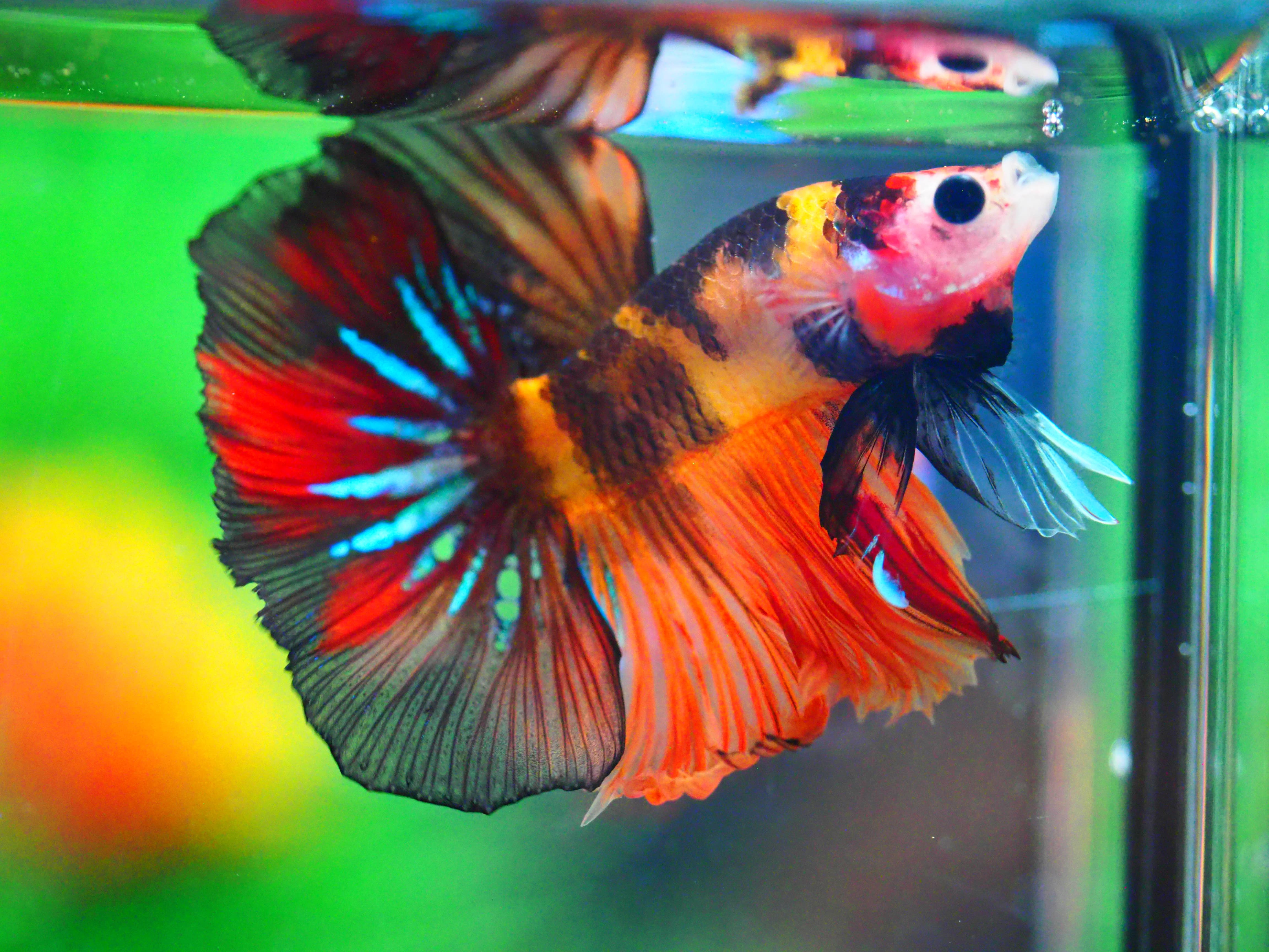 HMNEMO GALAXY MALE GRADE A +++