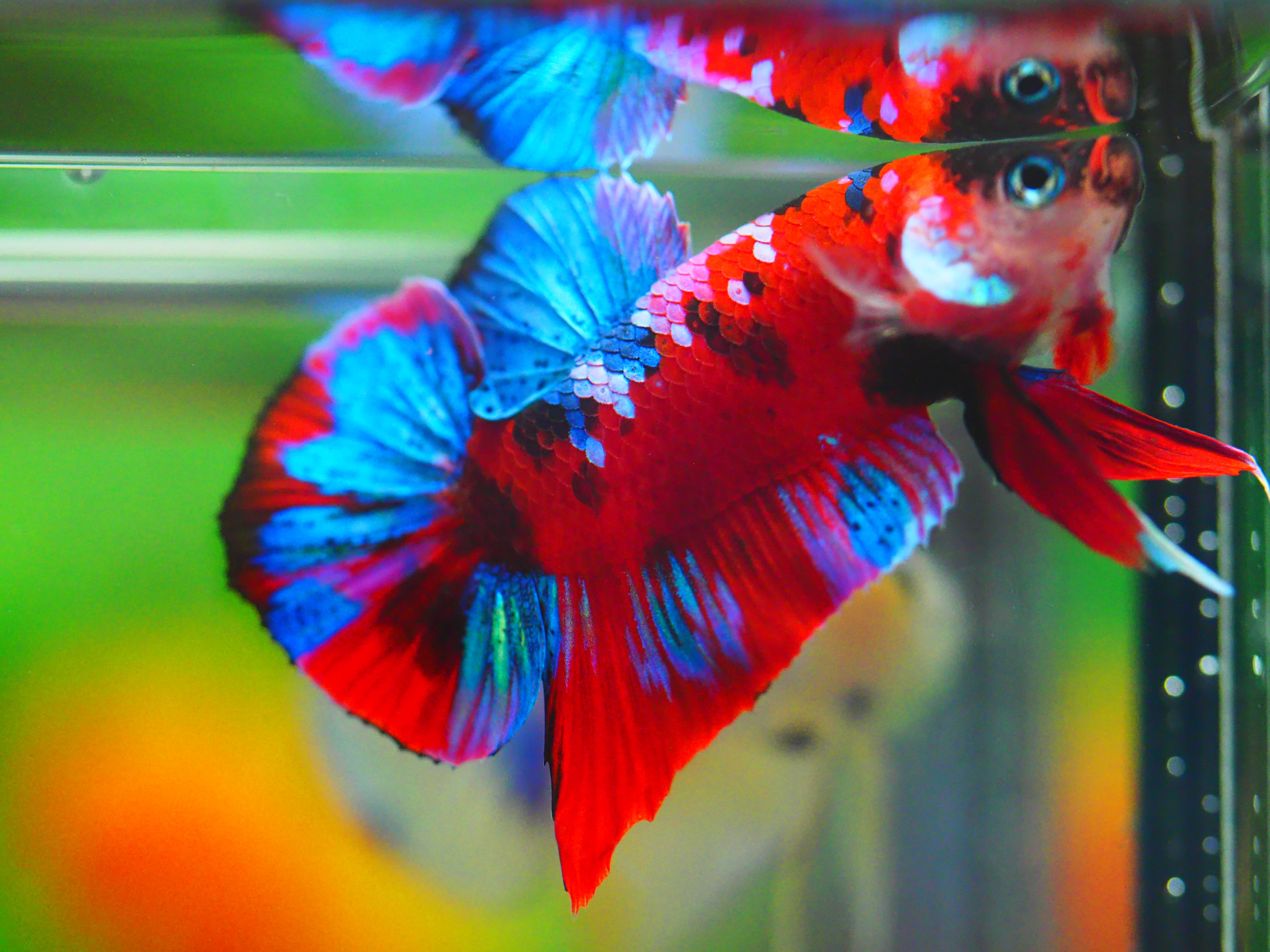 HMPK KOI GALAXY MALE GRADE A +++