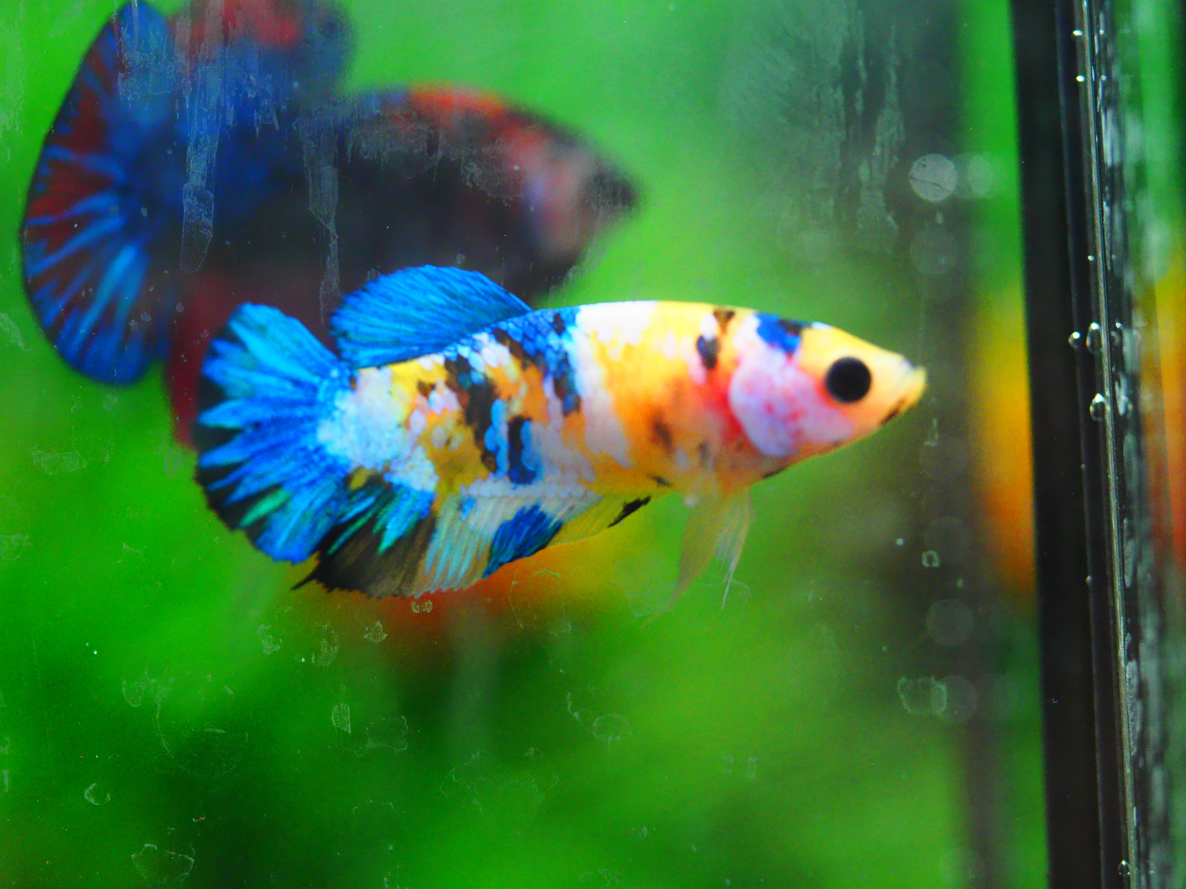 HMPK KOI GALAXY FNMALE GRADE A +++