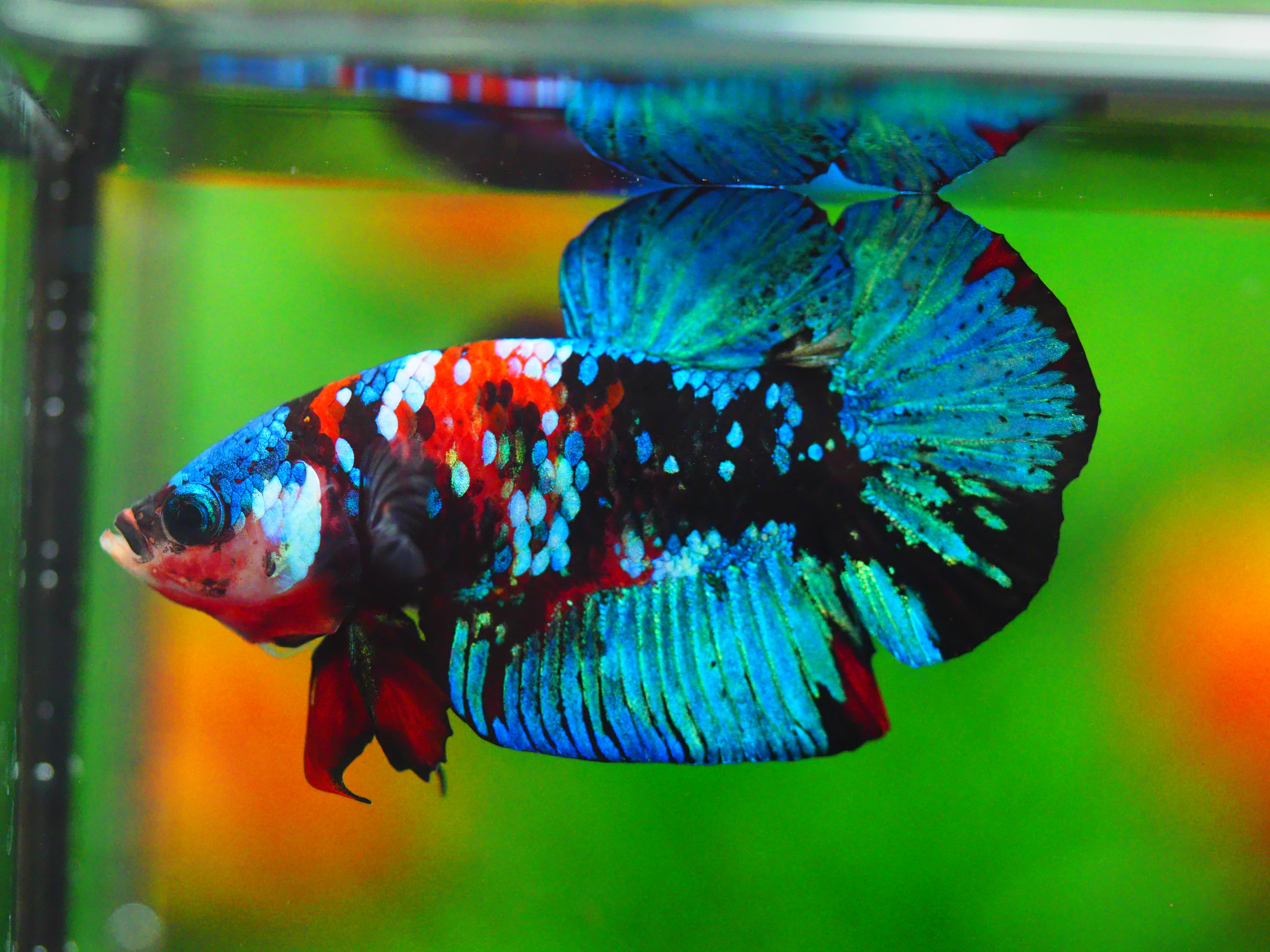 HMPK KOI GALAXY MALE GRADE A +++