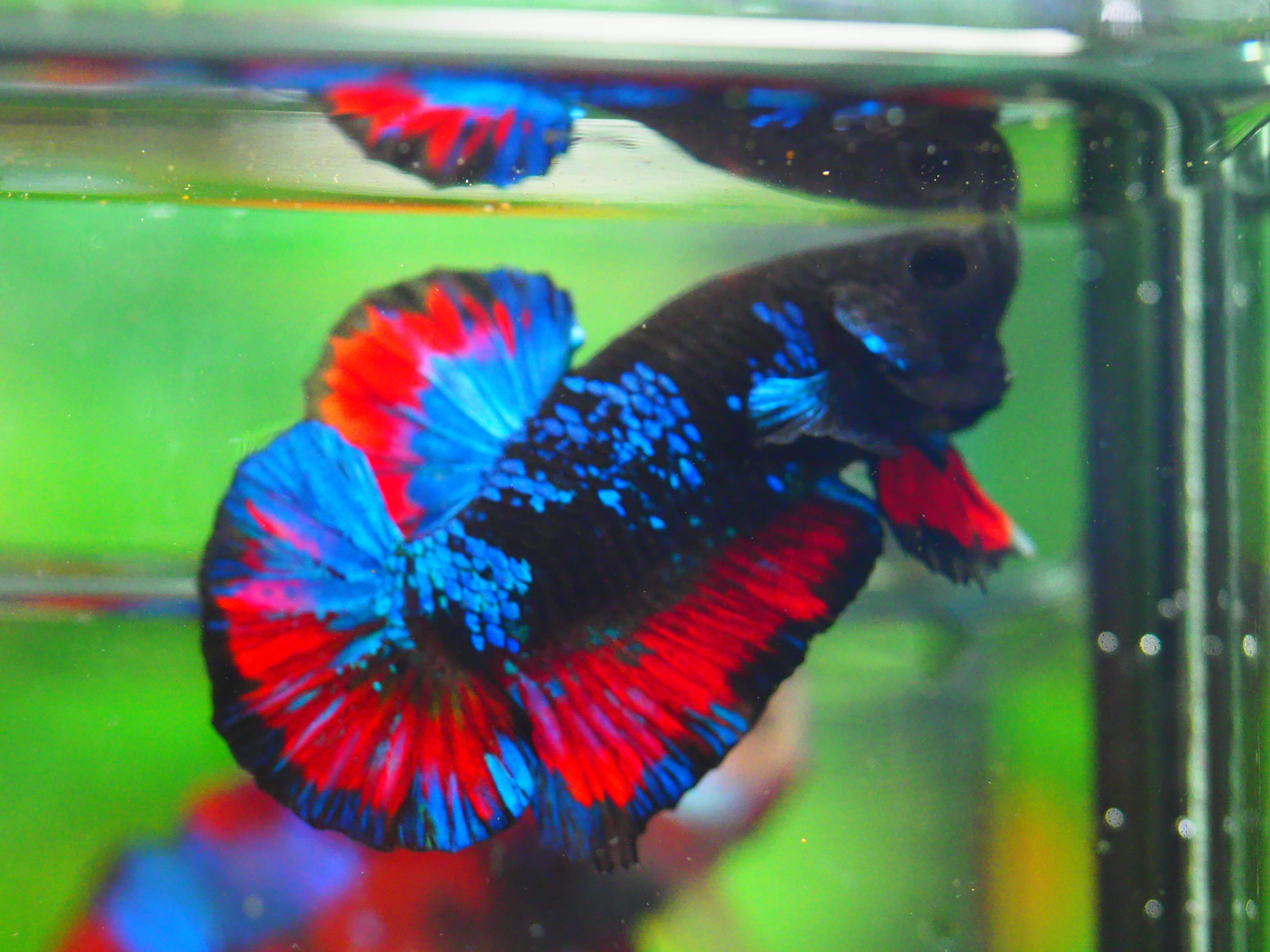 HMPK KOI GALAXY MALE GRADE A +++