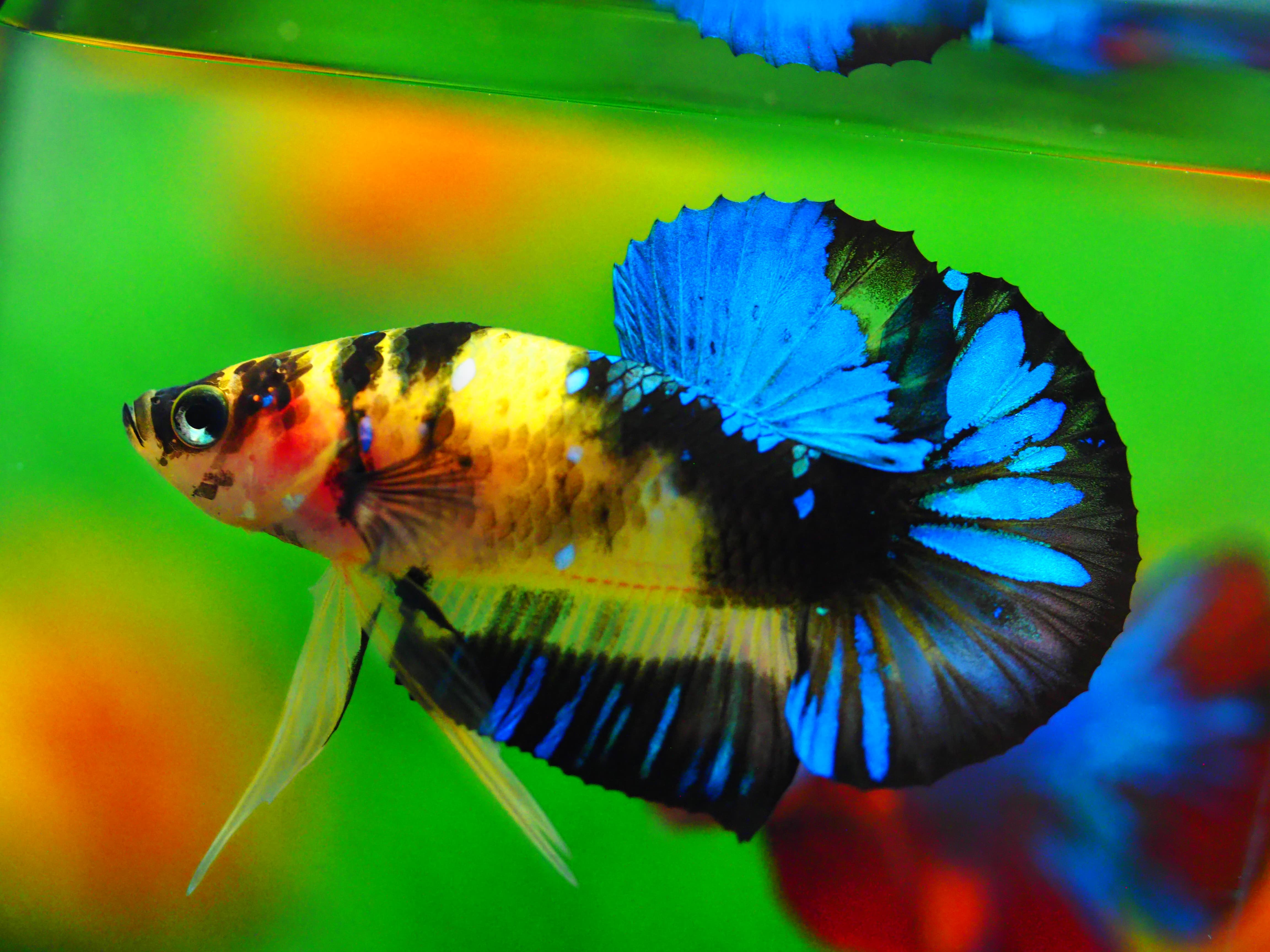 HMPK KOI GALAXY MALE GRADE A +++