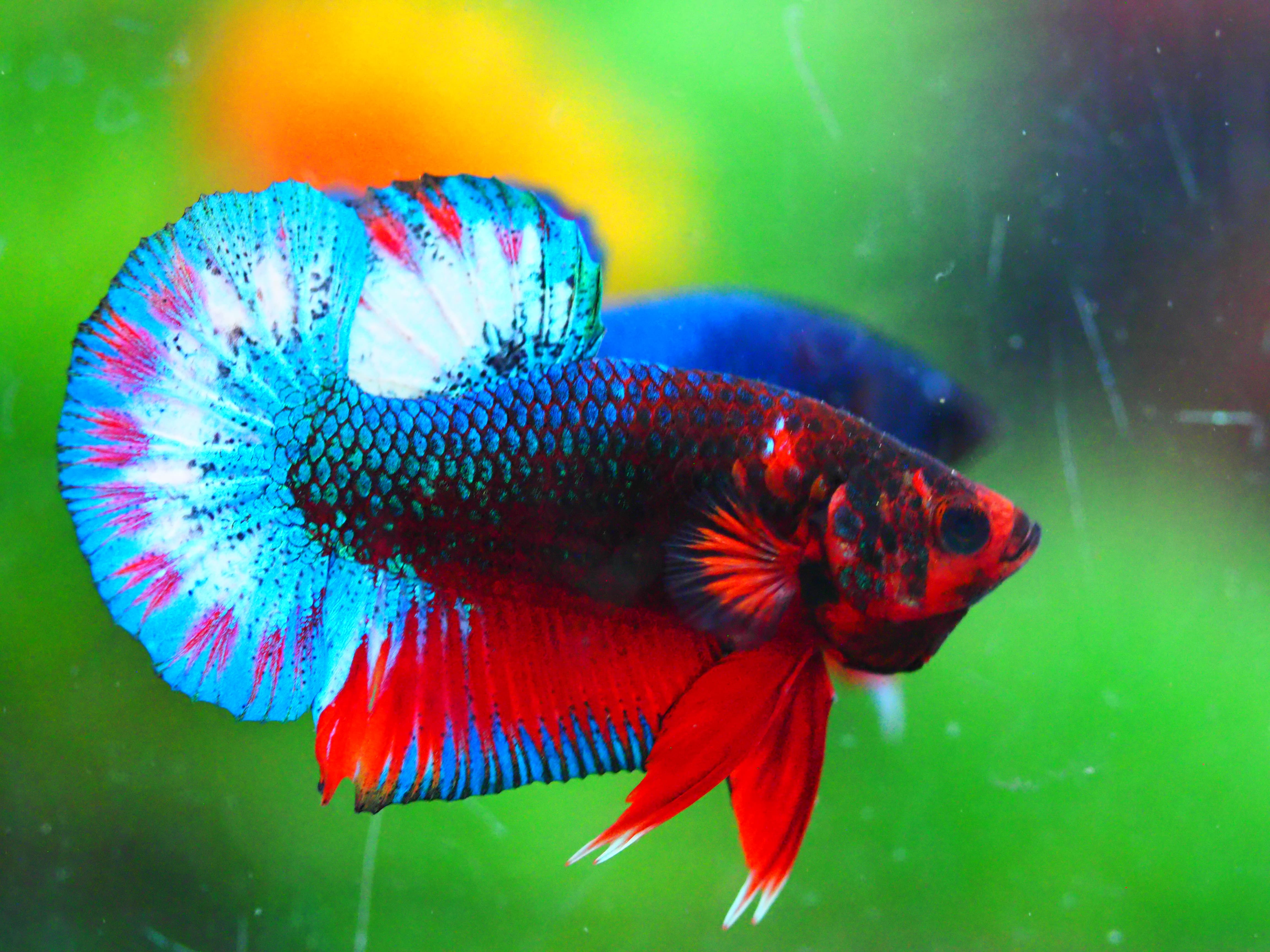 HMPK FANCY MALE GRADE A +++