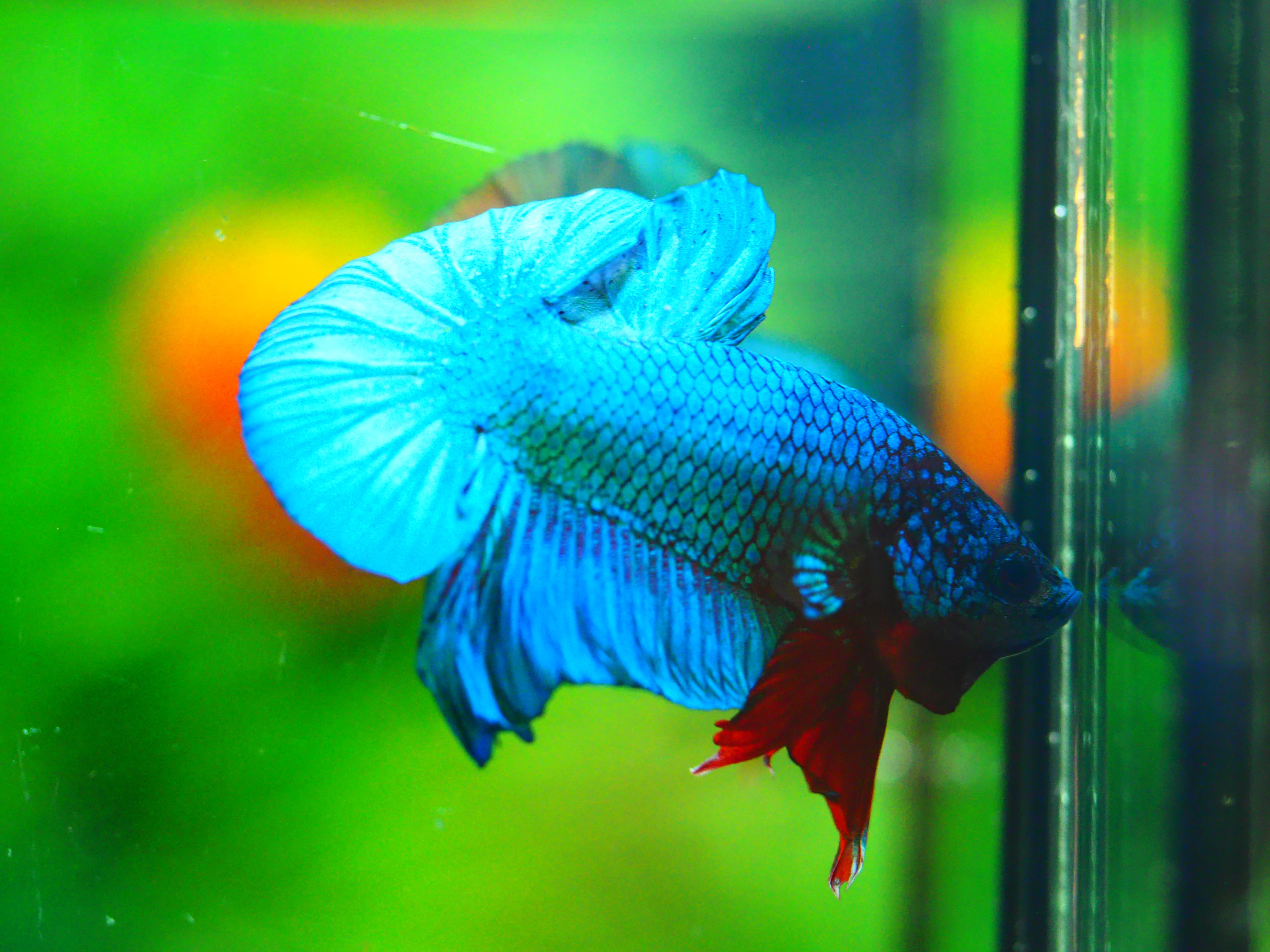 HMPK KOI FANCY MALE GRADE A +++