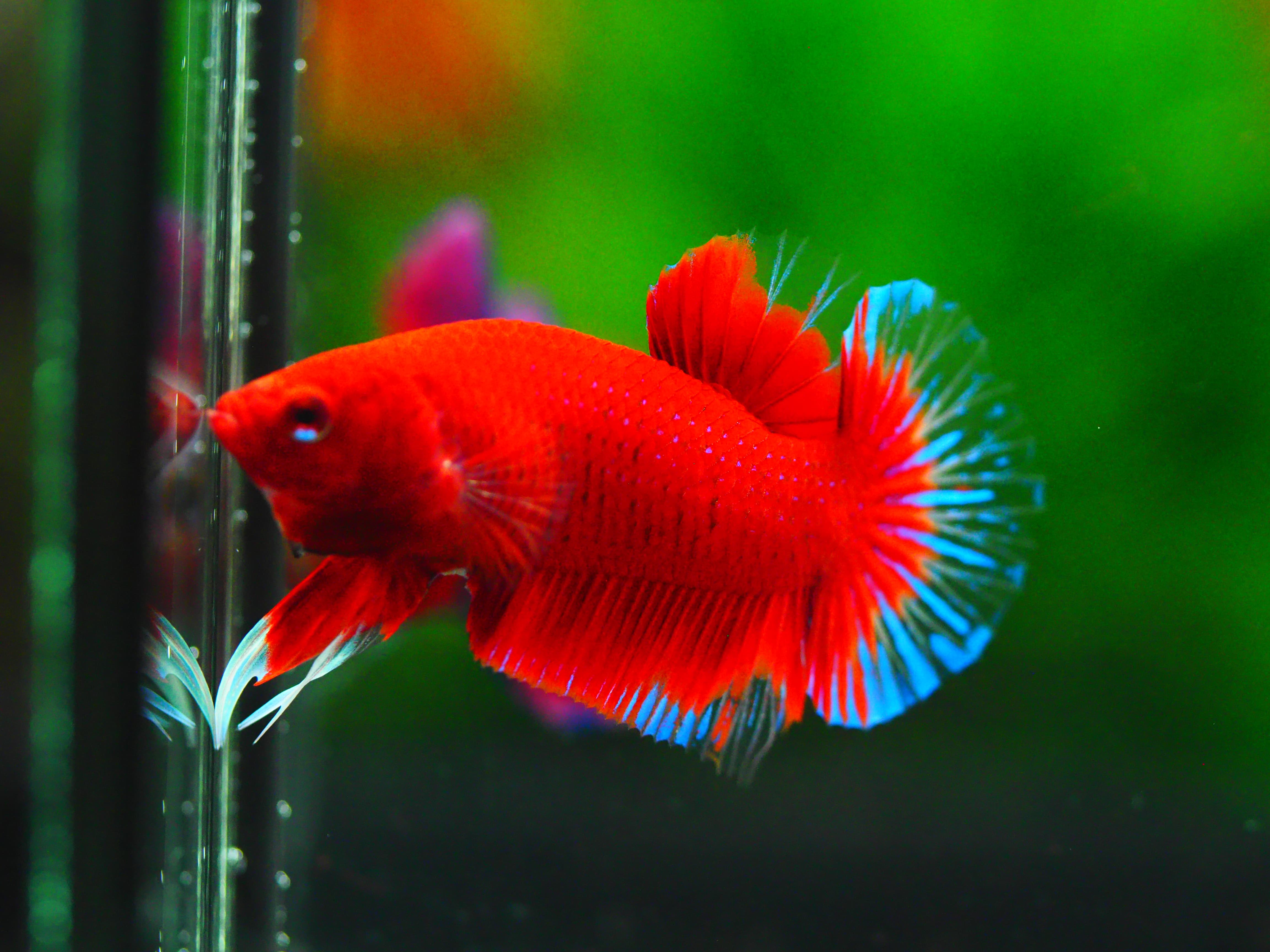 HMPK RED MALE GRADE A +++