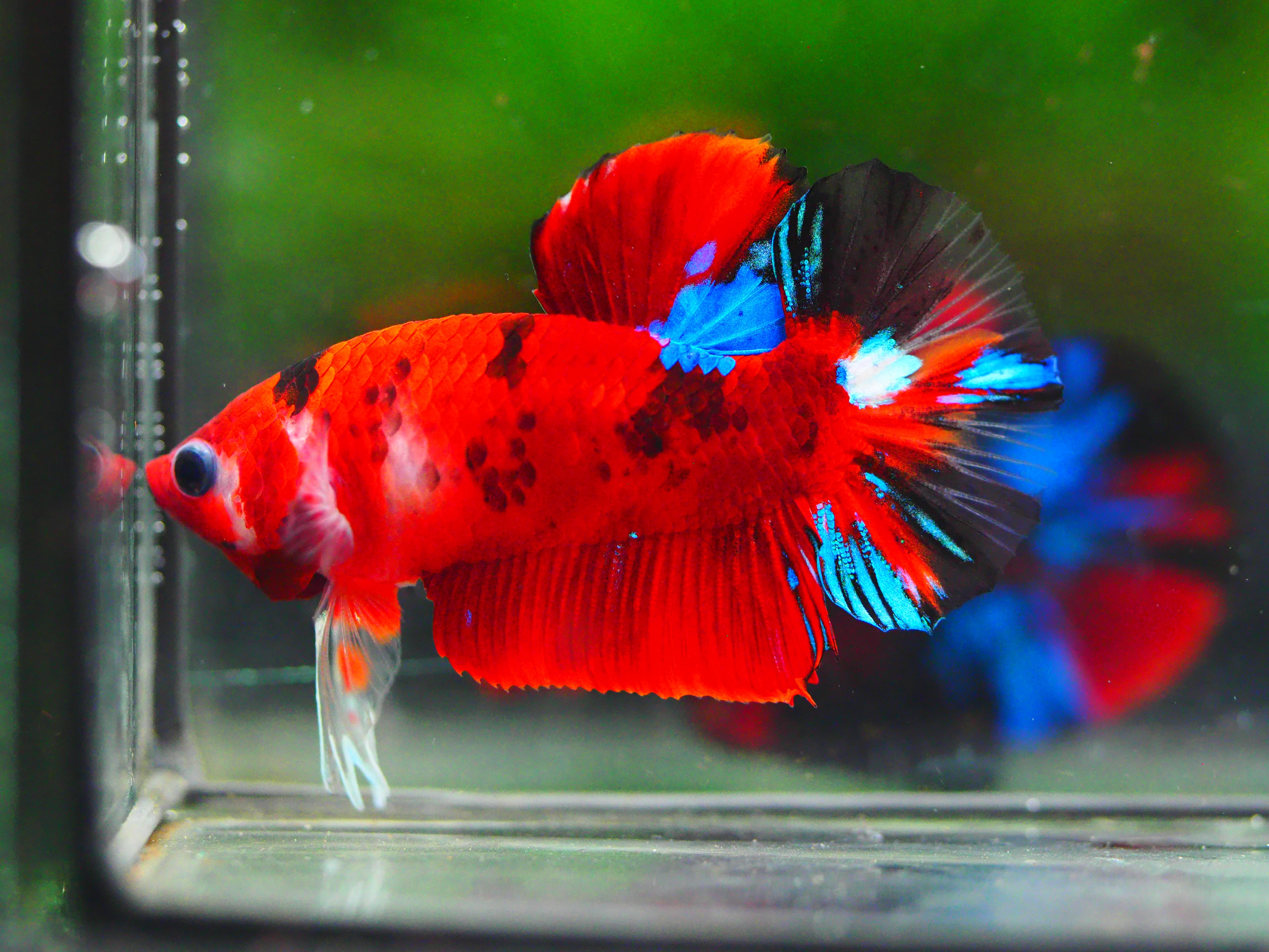 HMPK KOI GALAXY MALE GRADE A +++