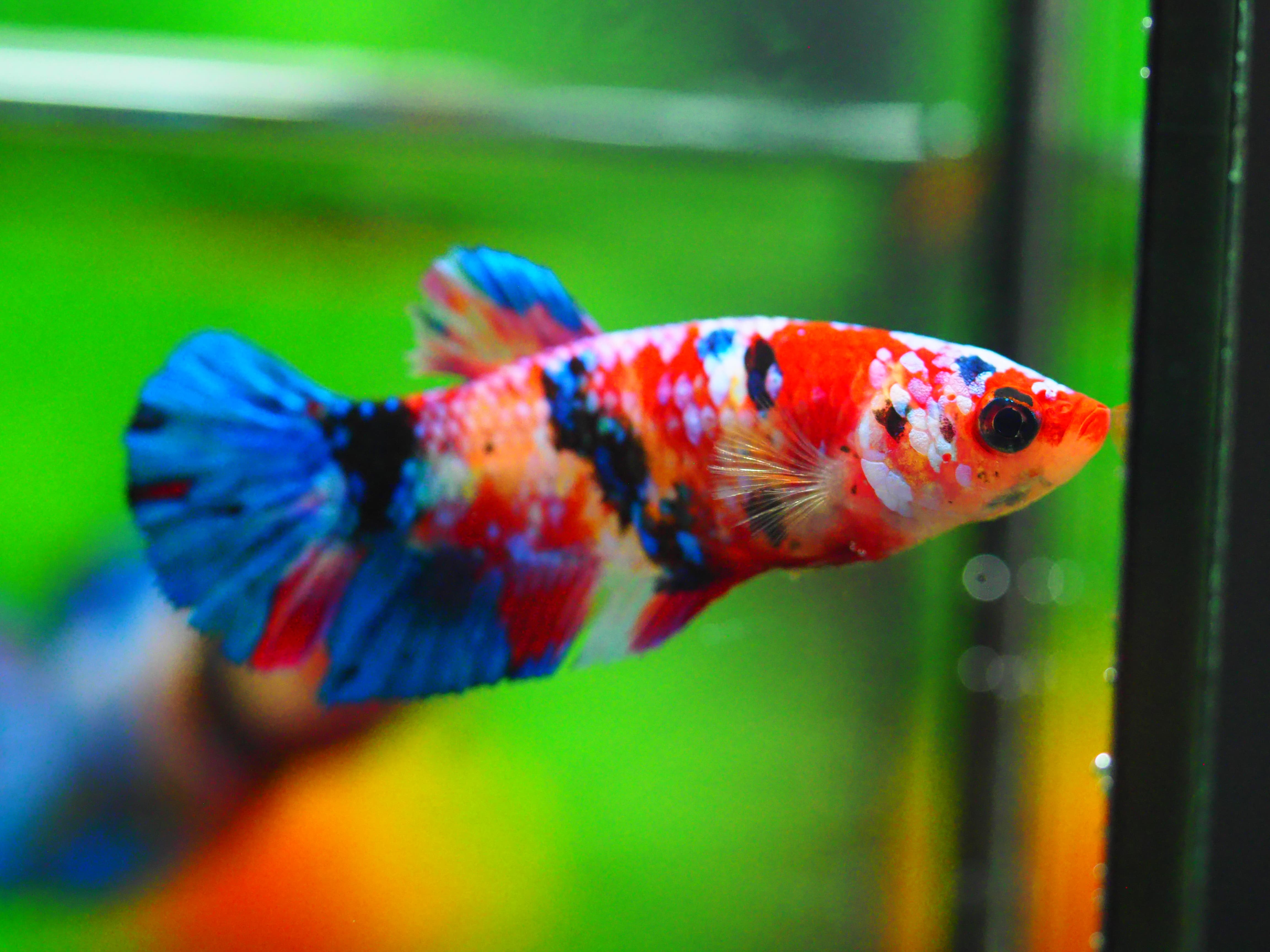 HMPK KOI GALAXY FN MALE GRADE A +++