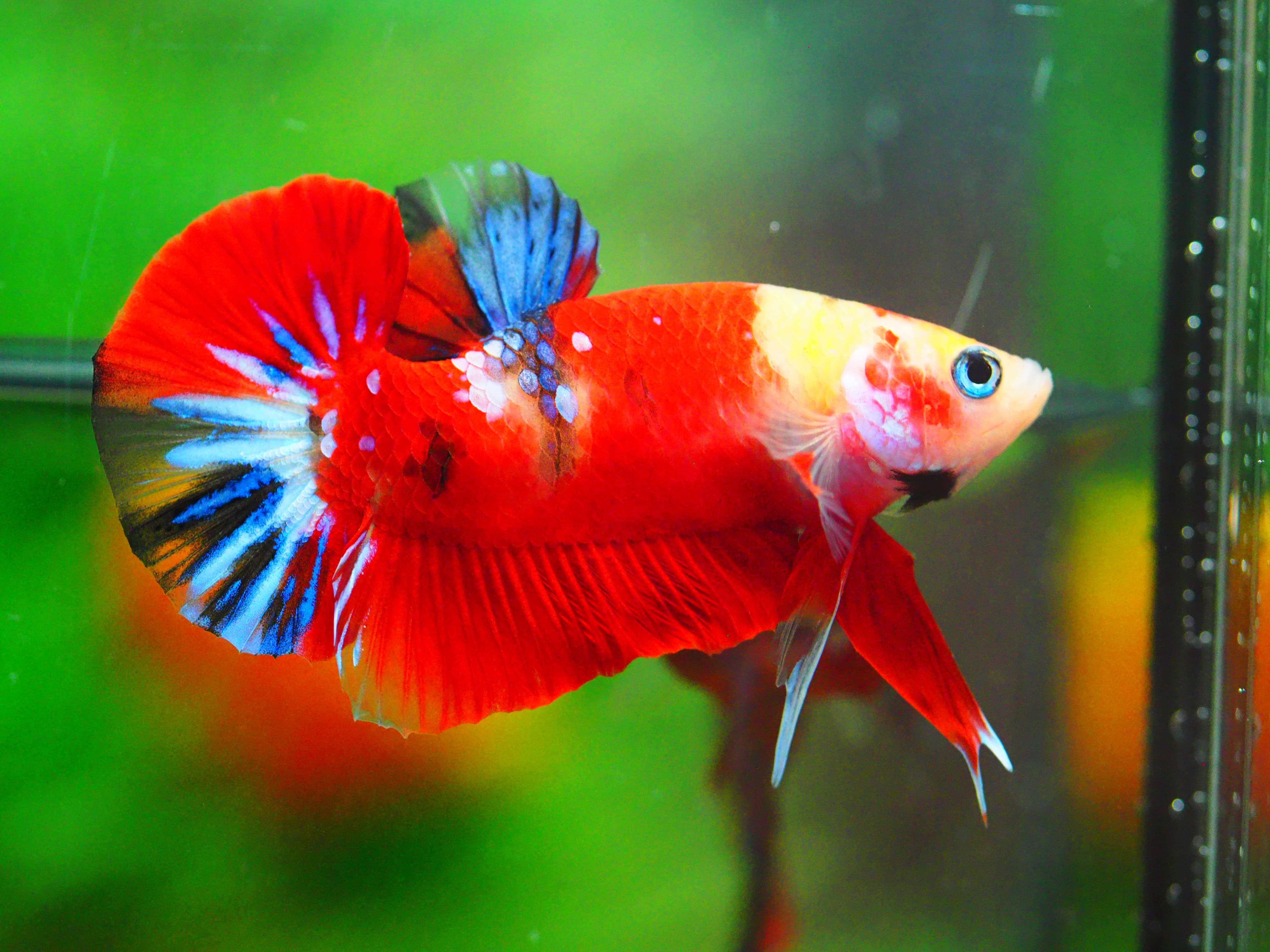 HMPK NEMO GALAXY MALE GRADE A +++