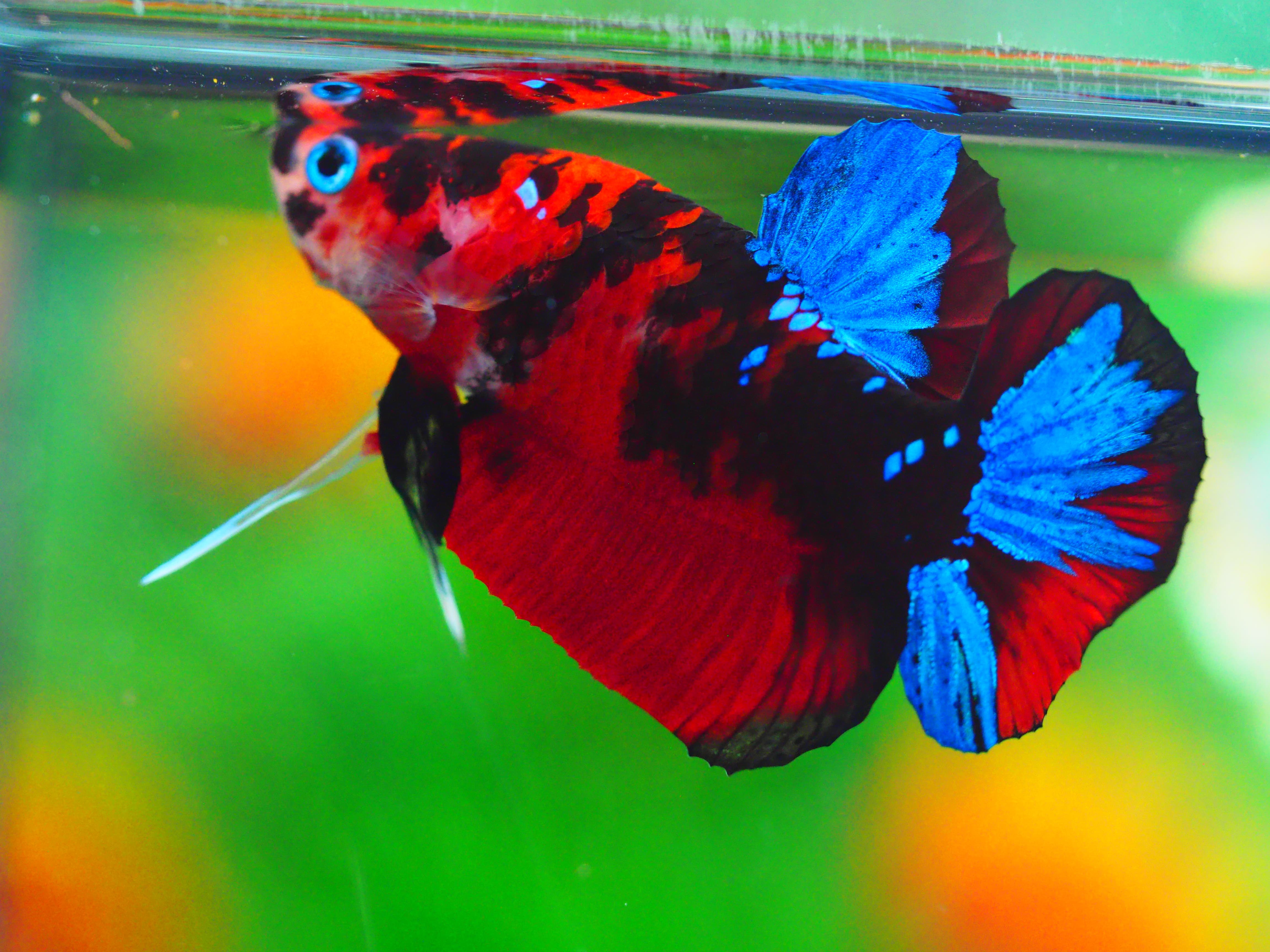 HMPK KOI GALAXY MALE GRADE A +++