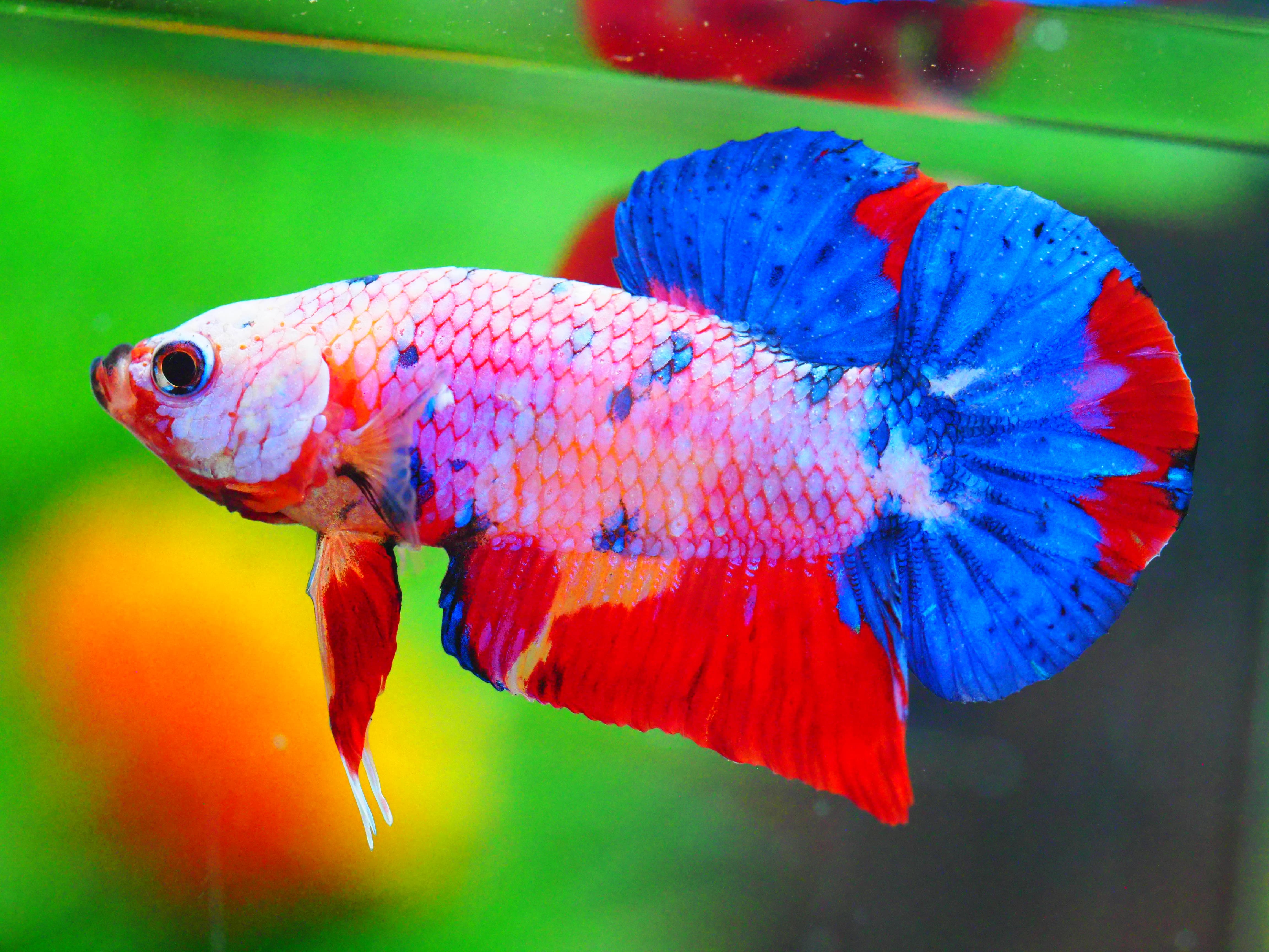 HMPK FANCY MALE GRADE A +++