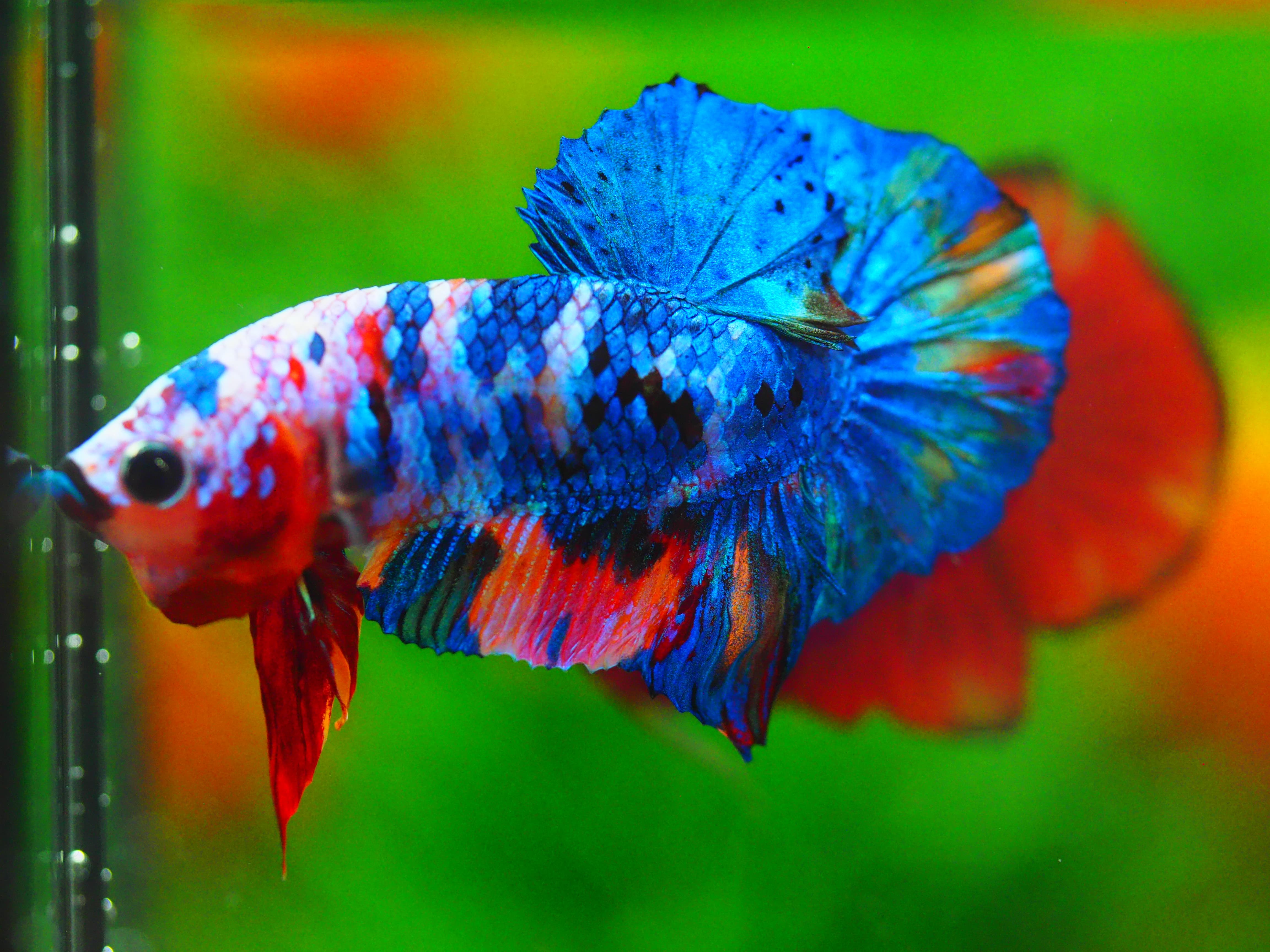 HMPK KOI GALAXY MALE GRADE A+++