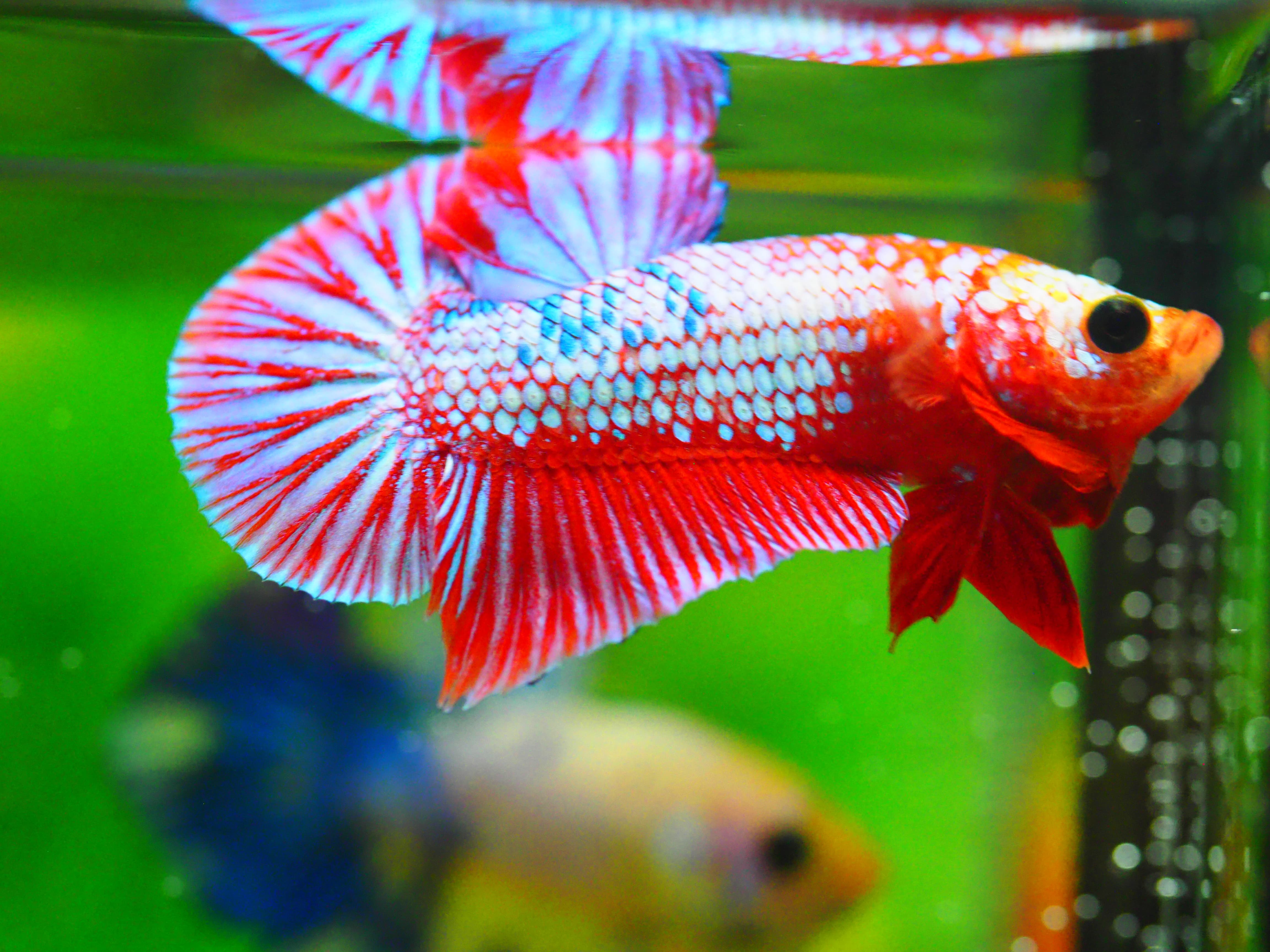 HMPK FANCY MALE GRADE A +++