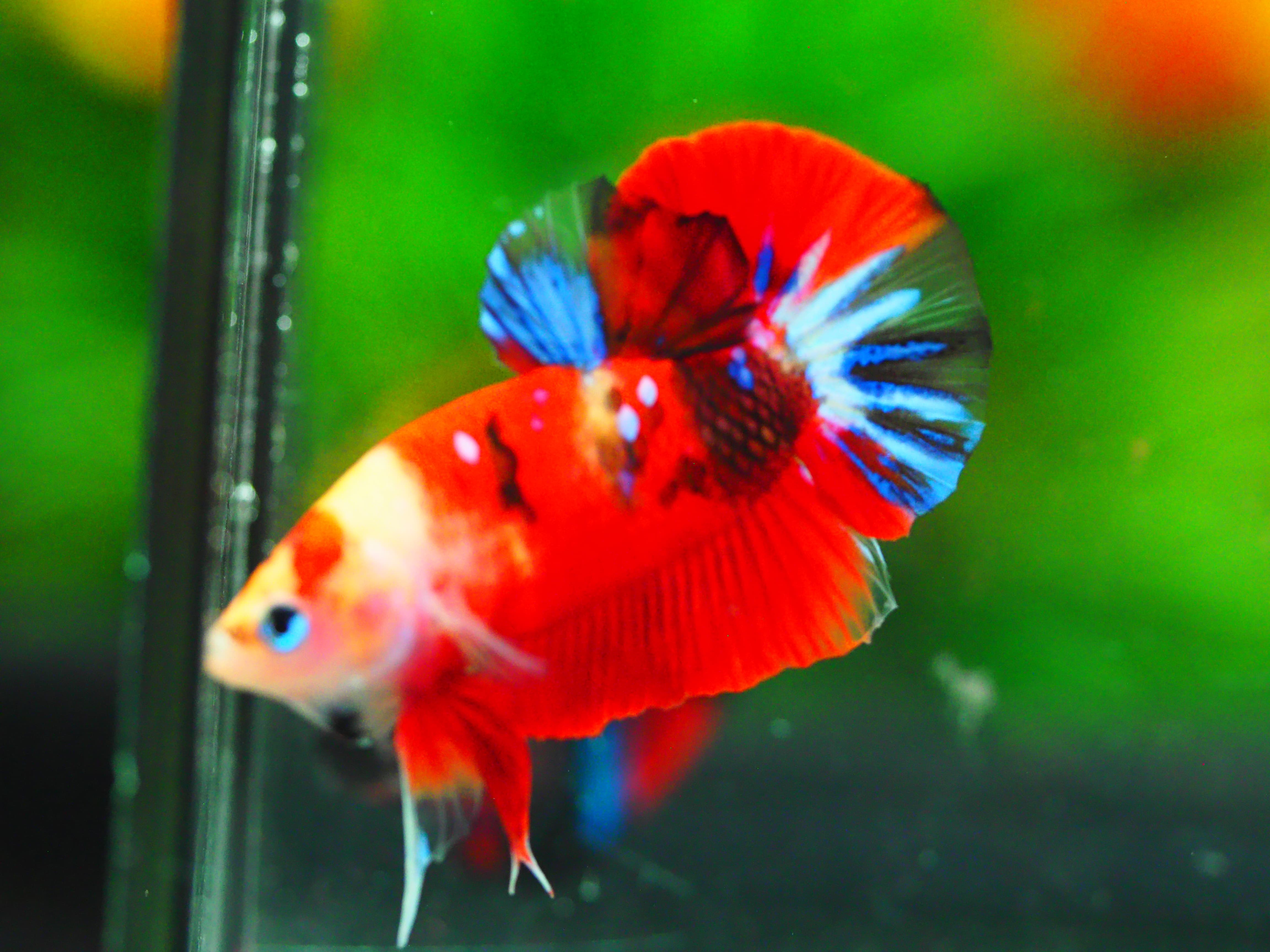 HMPK NEMO GALAXY MALE GRADE A +++