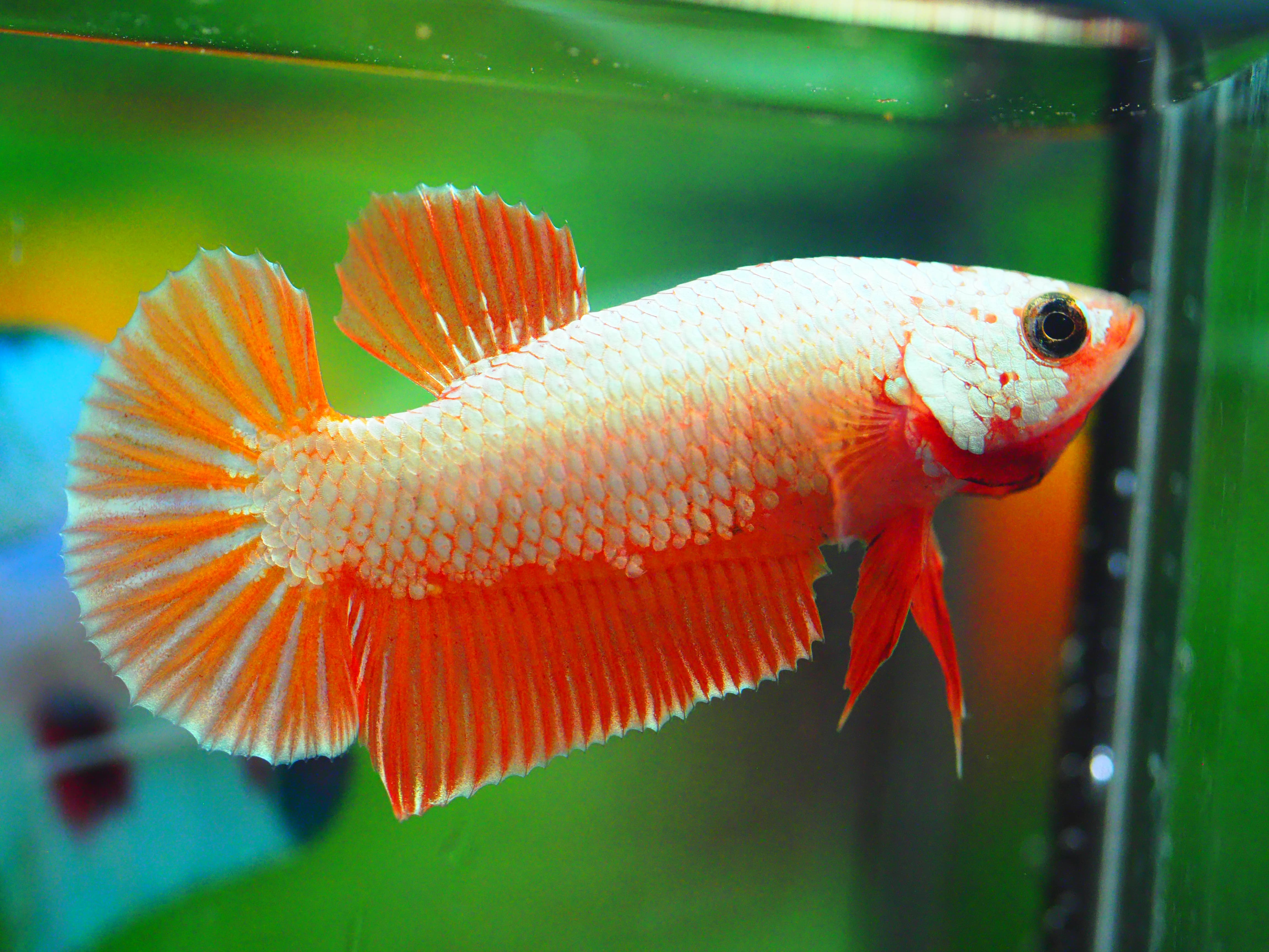 HMPK COPPER FANCY MALE GRADE A +++