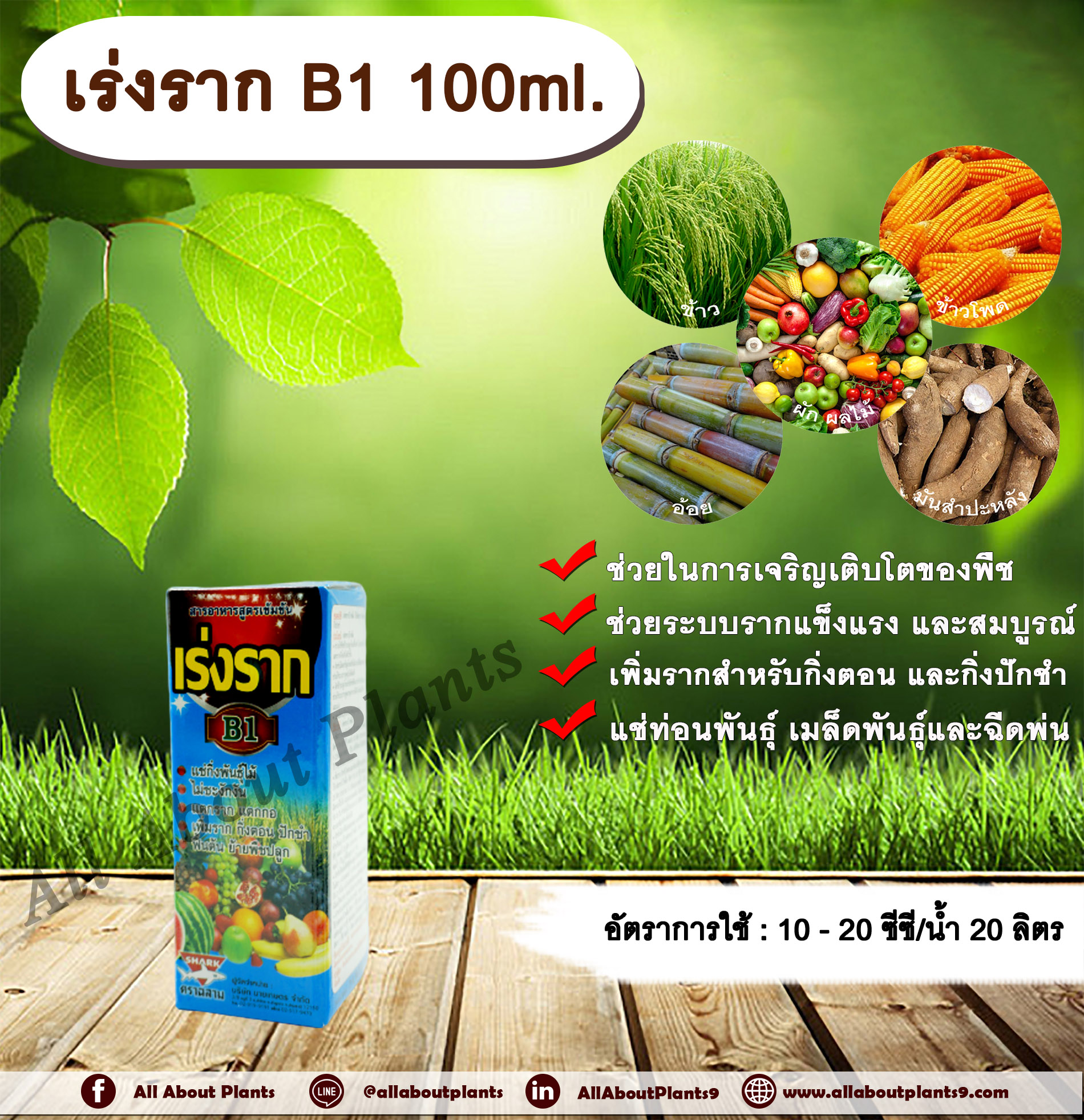 เร่งราก B1 100ml. เร่งราก แตกราก เพิ่มราก แช่ท่อนพันธุ์ กิ่งตอน กิ่งปักชำ แช่เมล็ดพันธุ์ แช่ท่อนมันสำปะหลัง allaboutplants ชิ้น