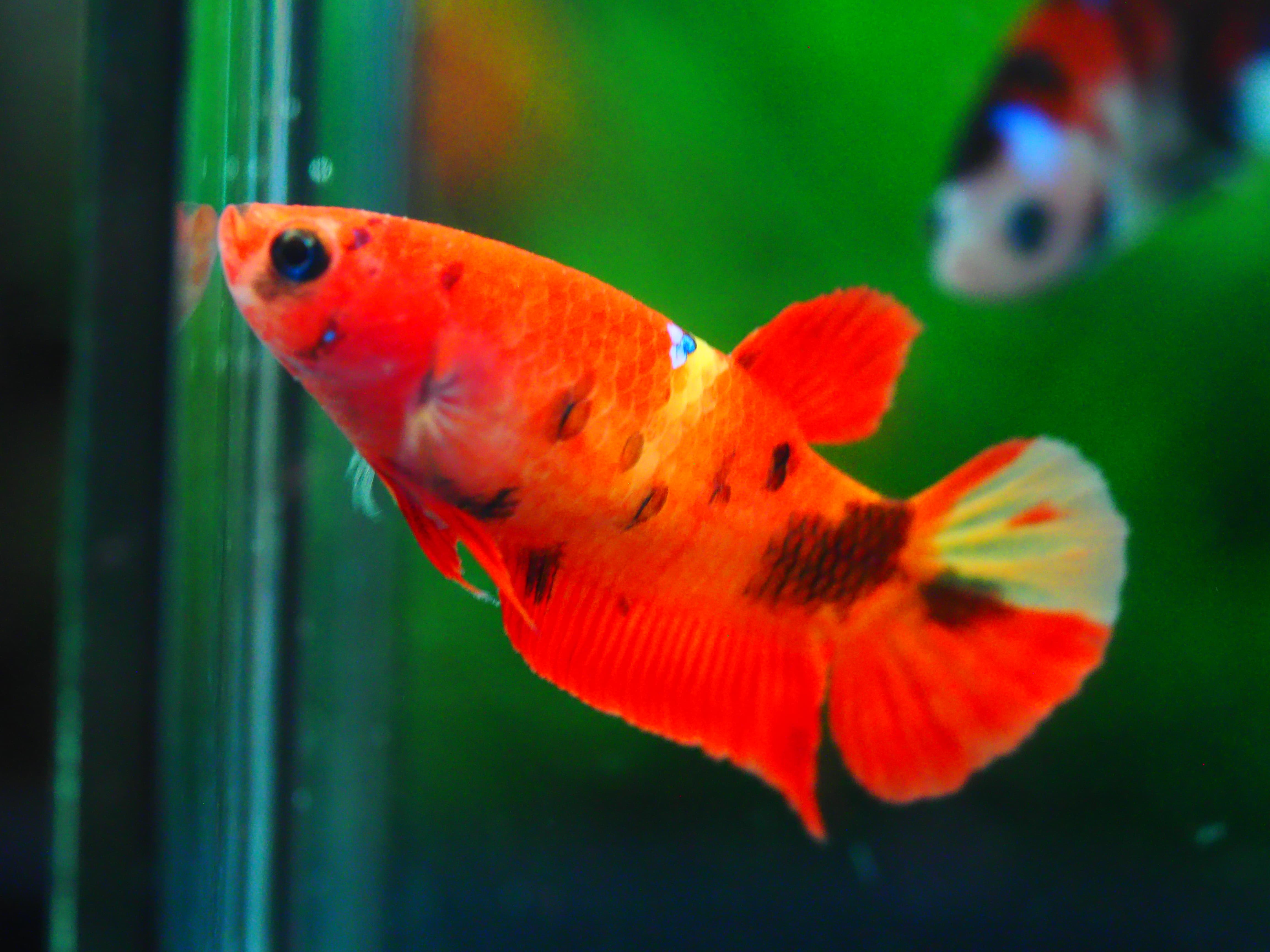 HMPK NEMO GRADE A++ FEMALE