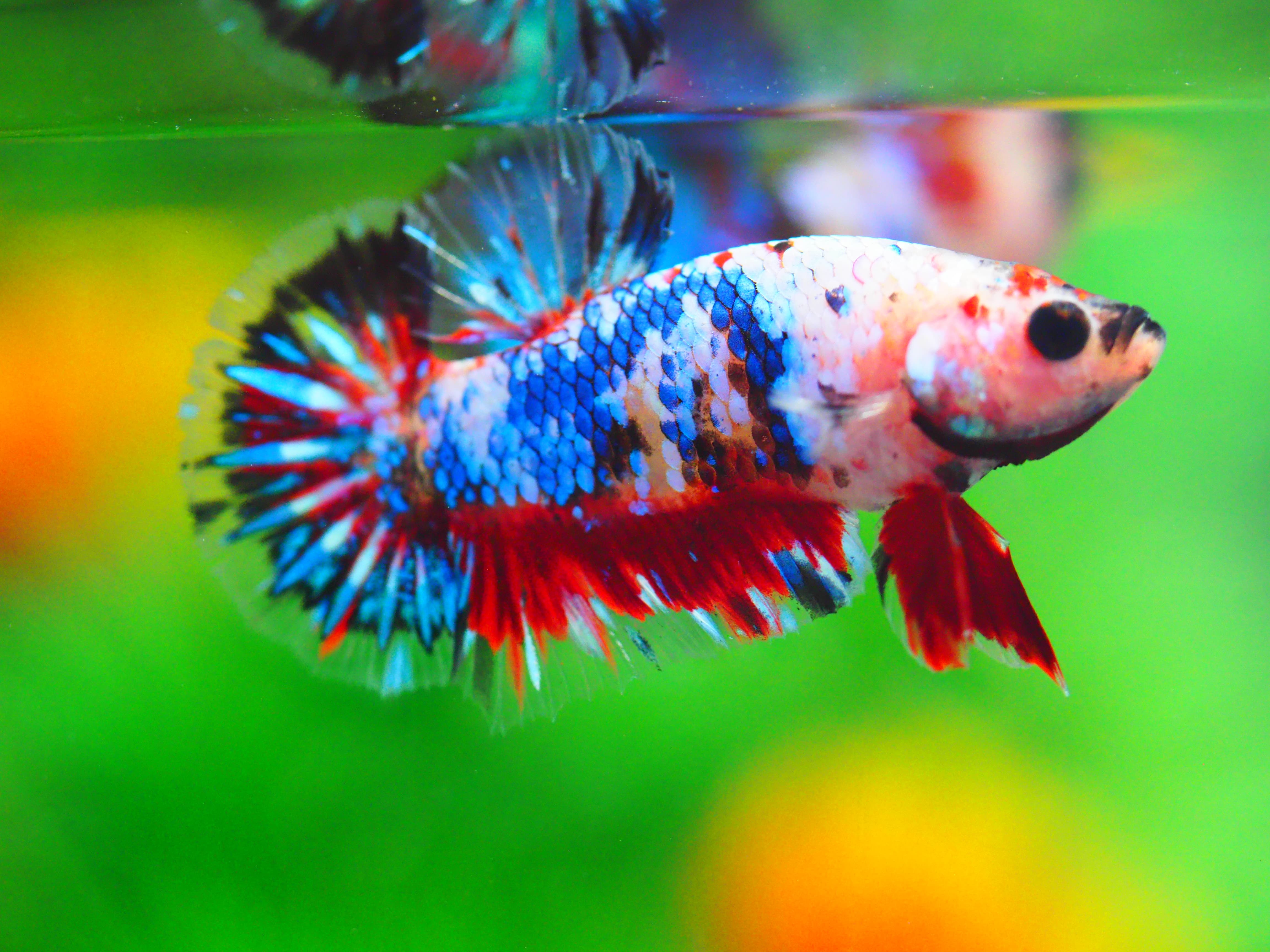 HMPK KOI GALAXY MALE GRADE A +++