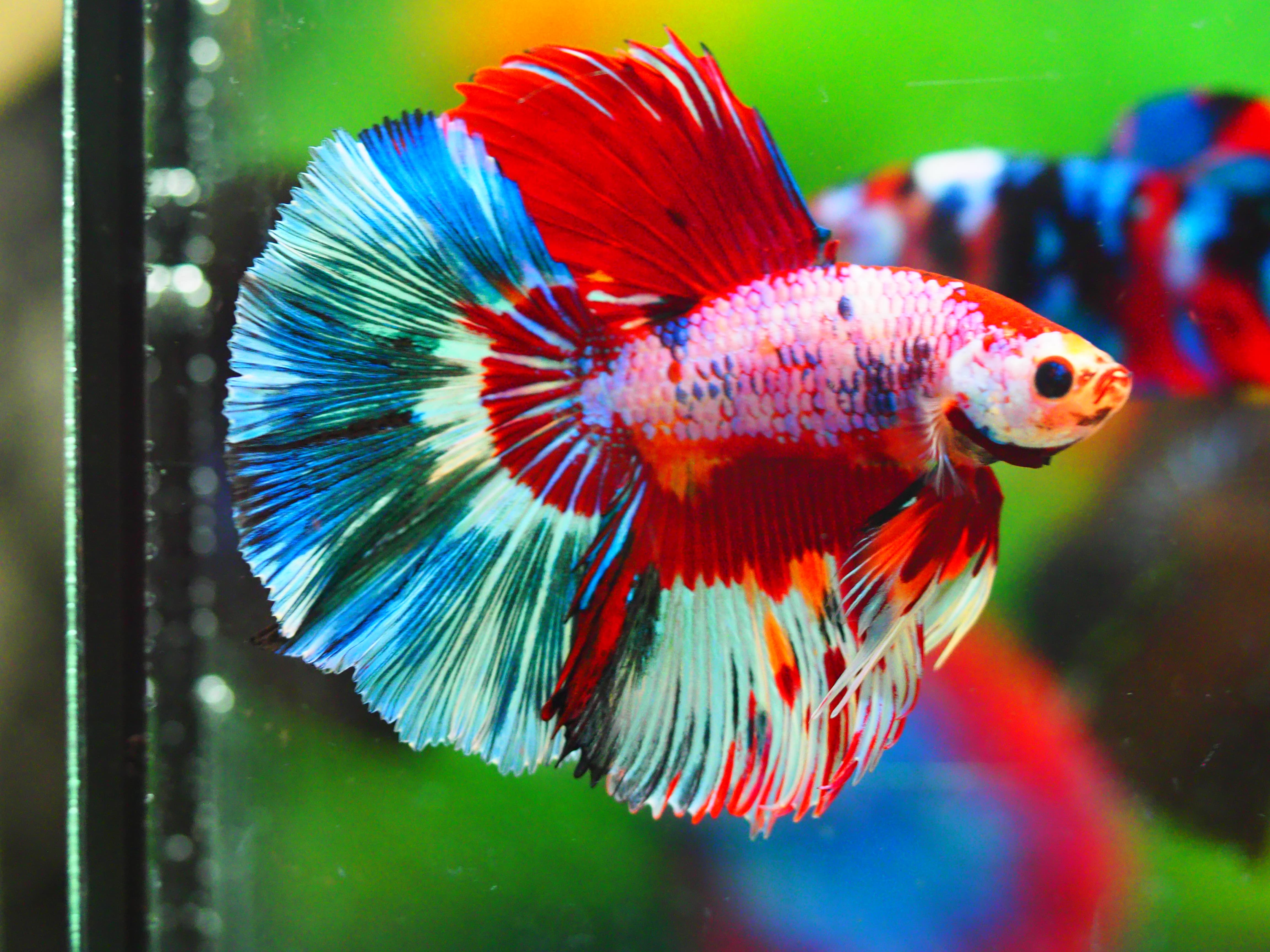 HM KOI GALAXY MALE GRADE A +++