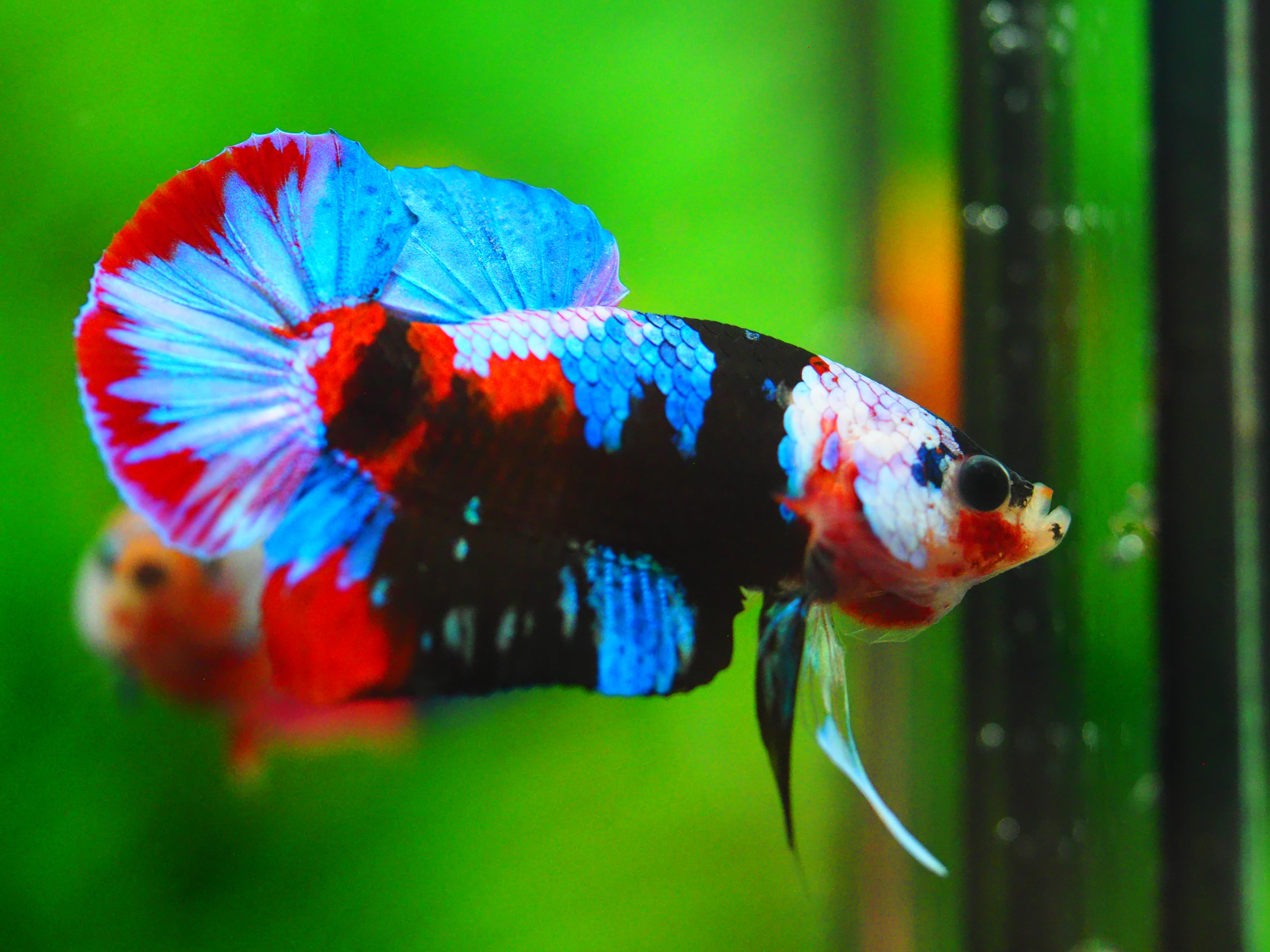 HMPK KOI GALAXY MALE GRADE A++
