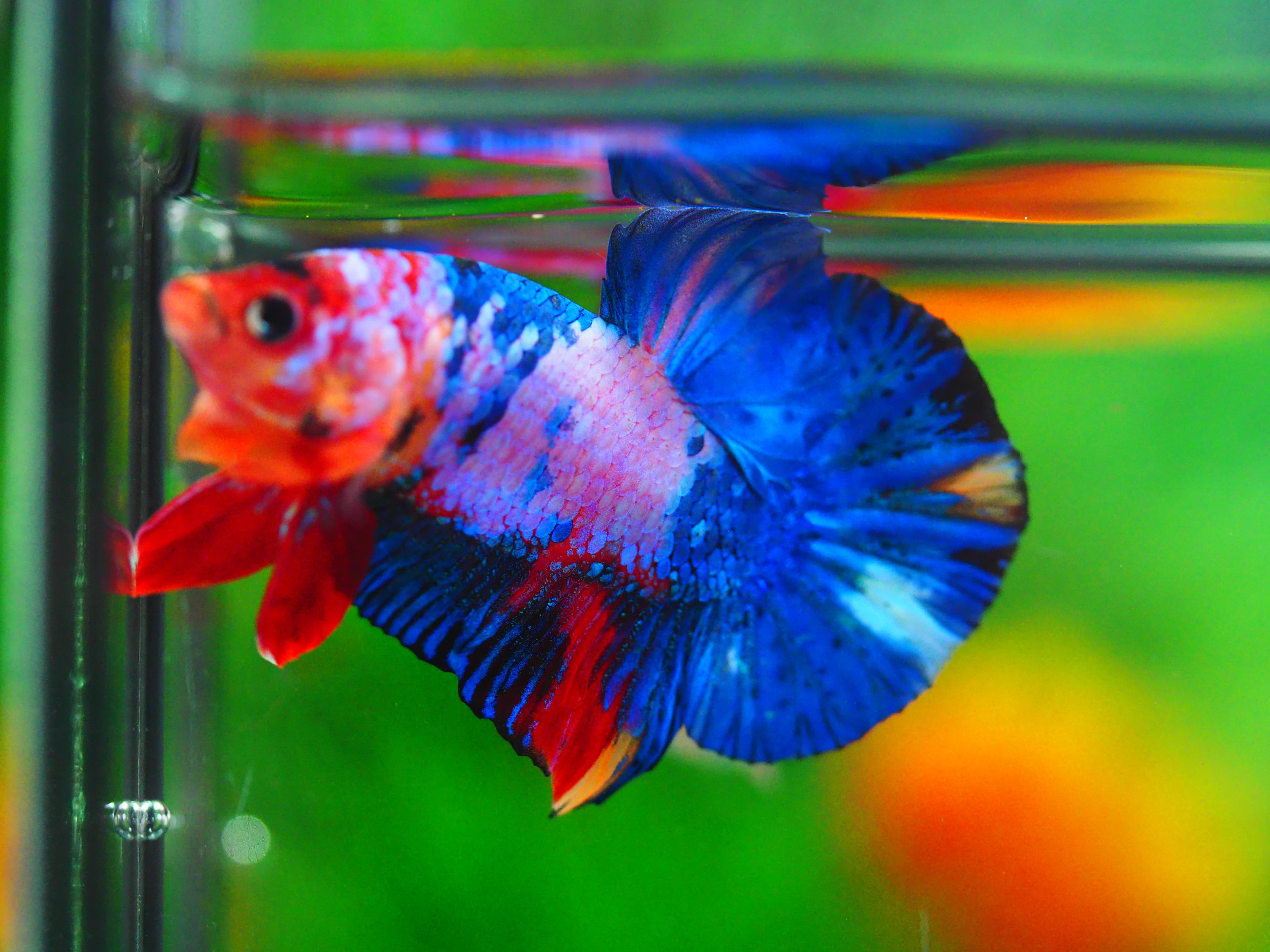 HMPK KOI GALAXY MALE GRADE A++