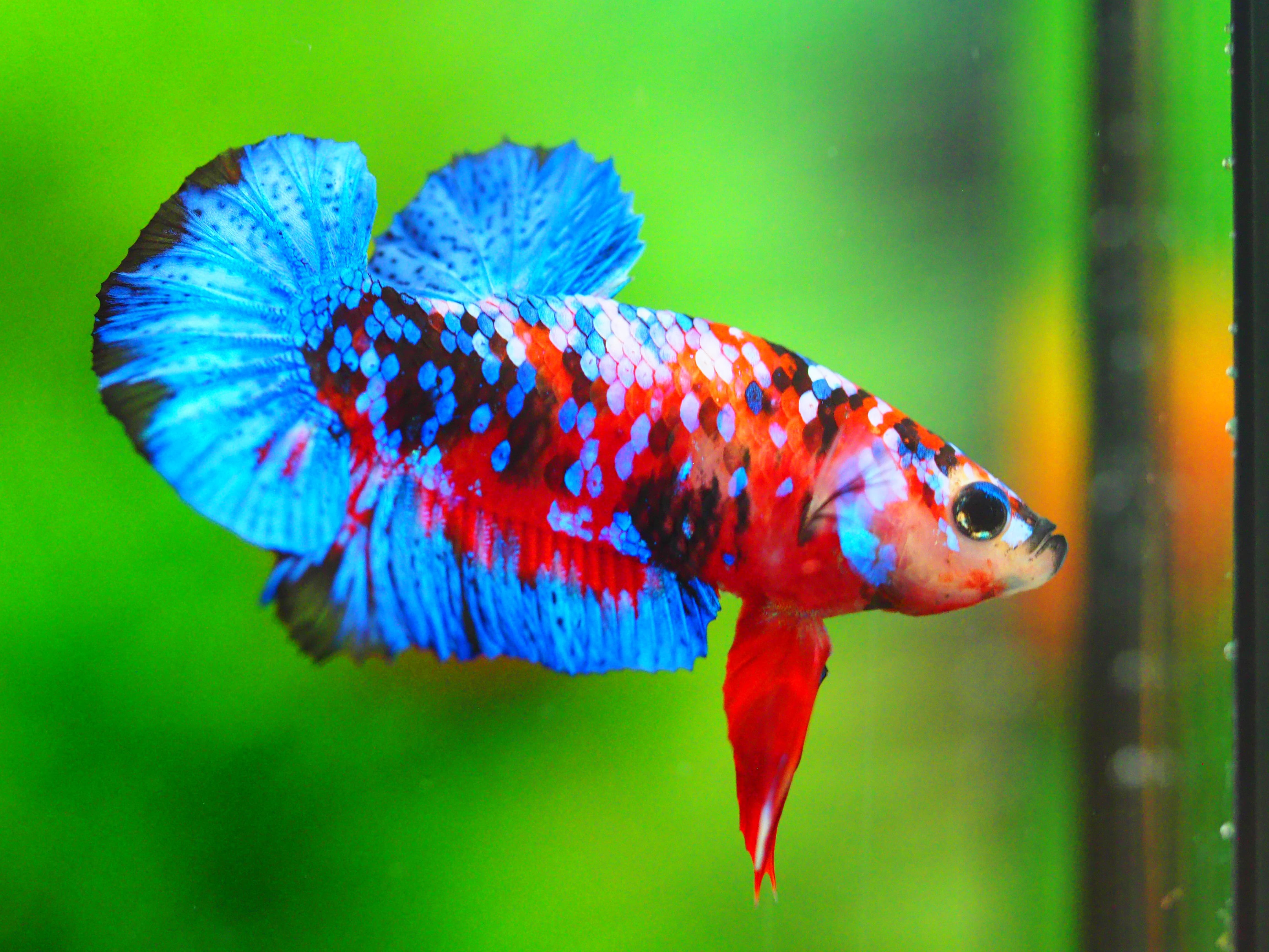 HMPK KOI GALAXY MALE GRADE A +++