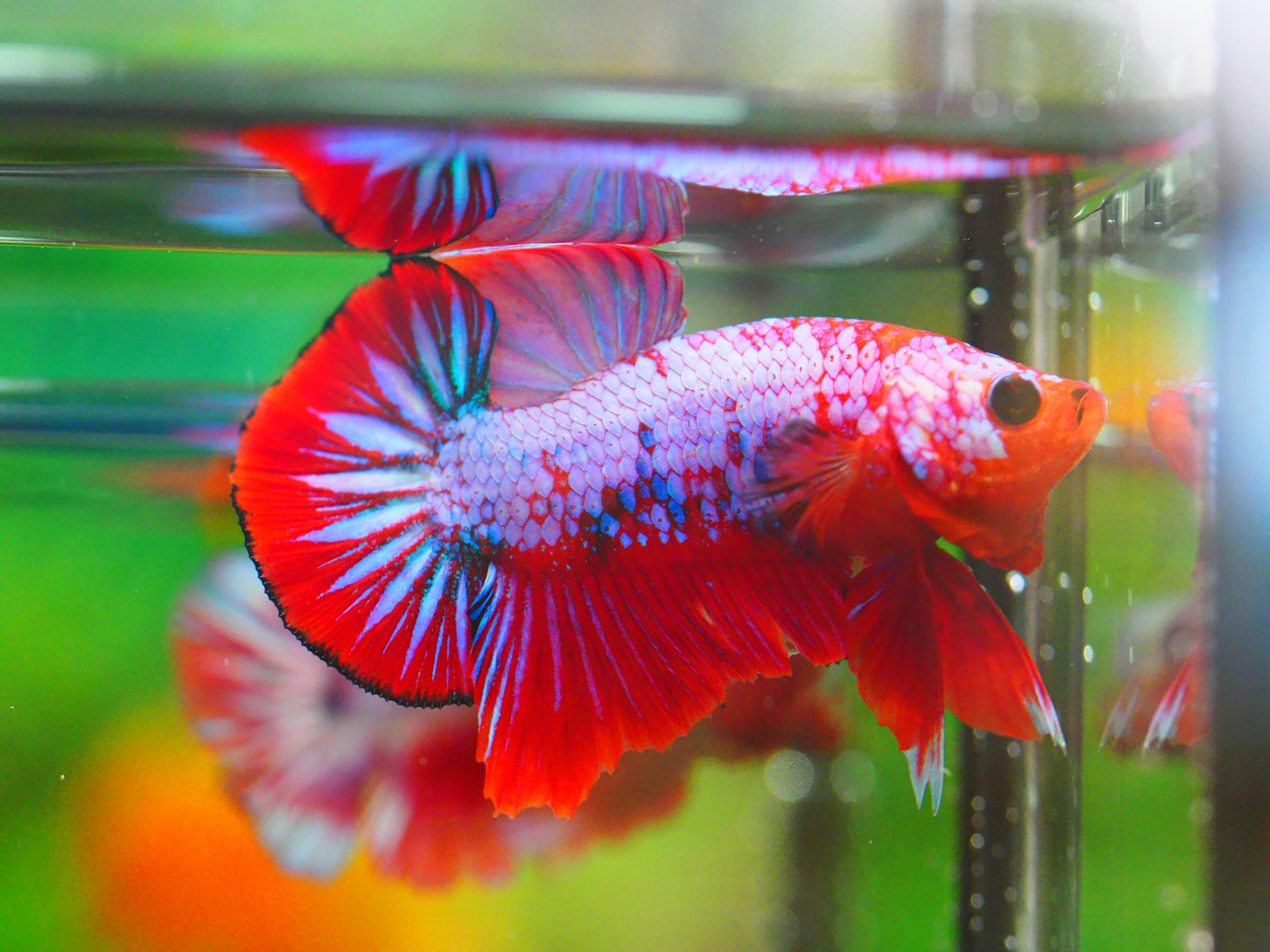 HMPK FANCY MALE GRADE A +++