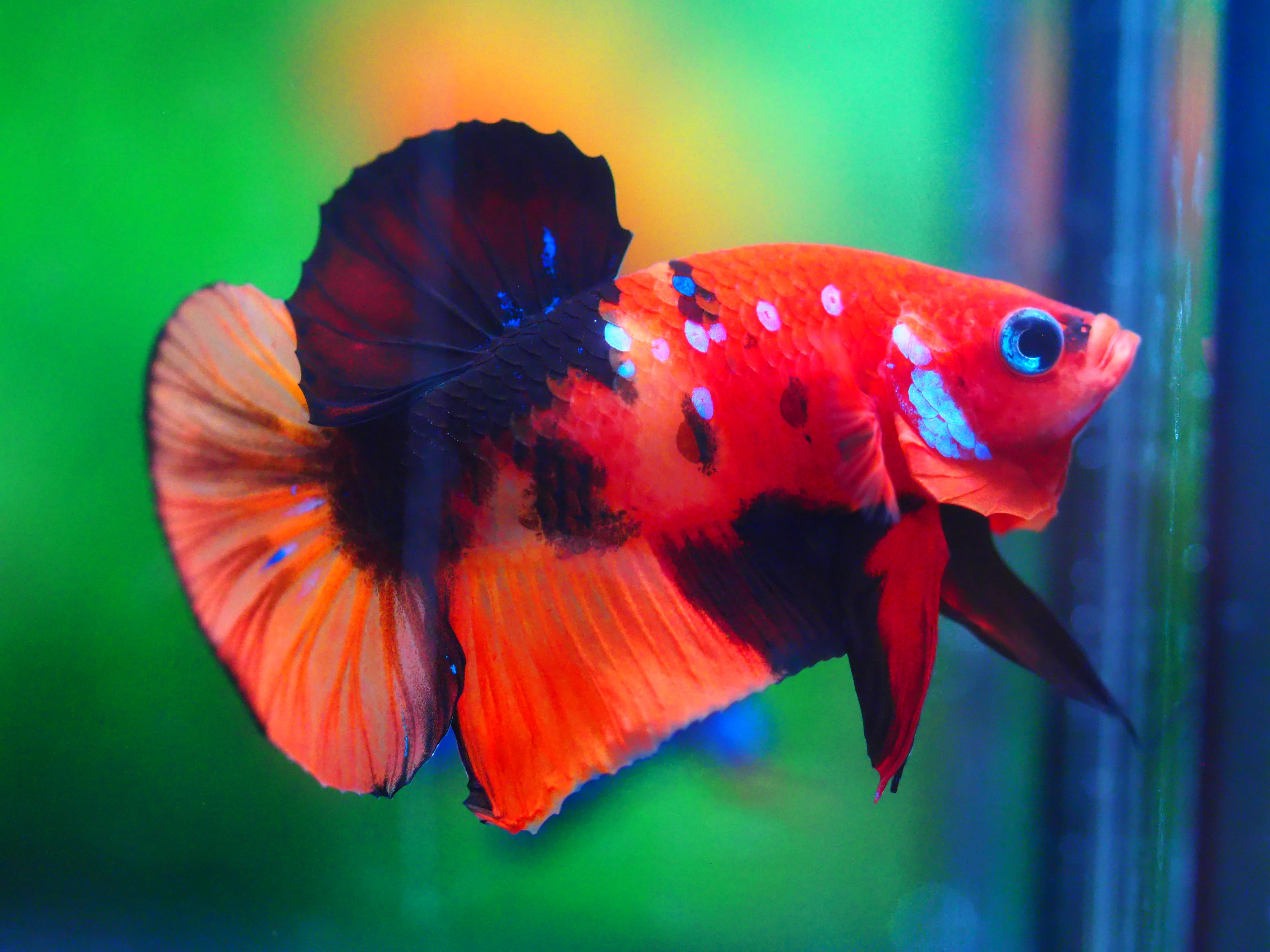 HMPK NEMO MALE GRADE A +++