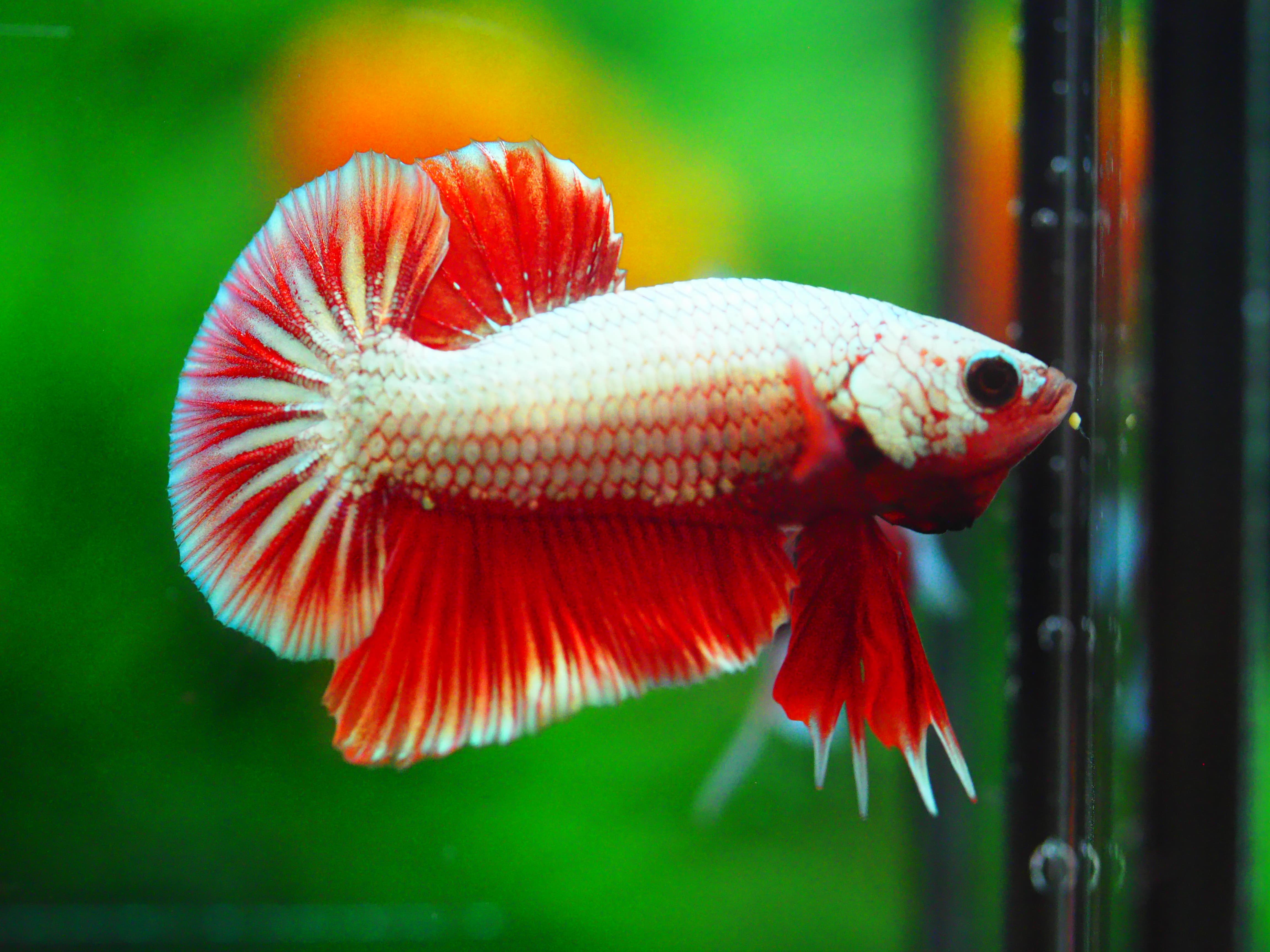 HMPKCOPPER REDMALE GRADE A +++