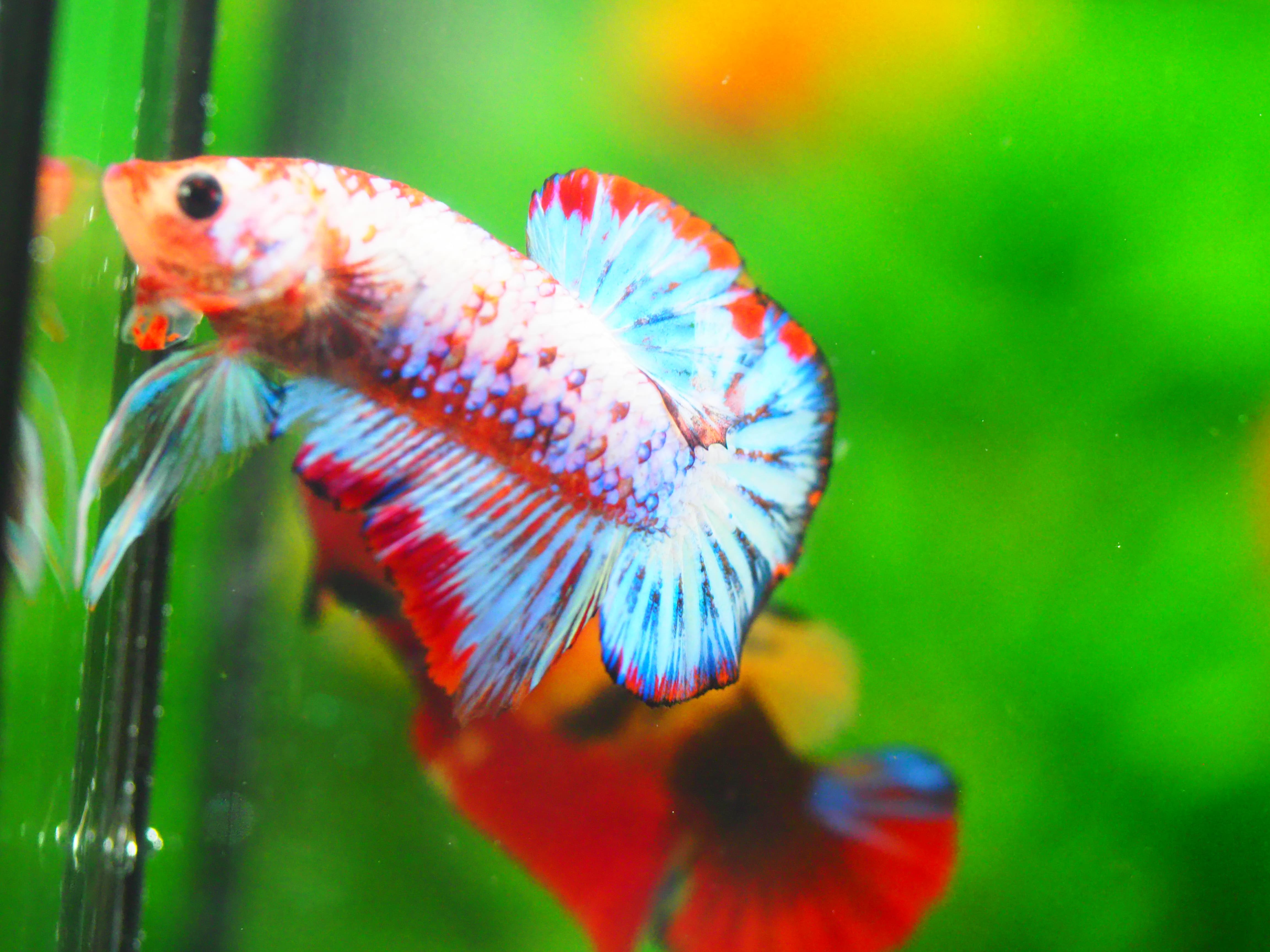 HMPK FANCY MALE GRADE A +++