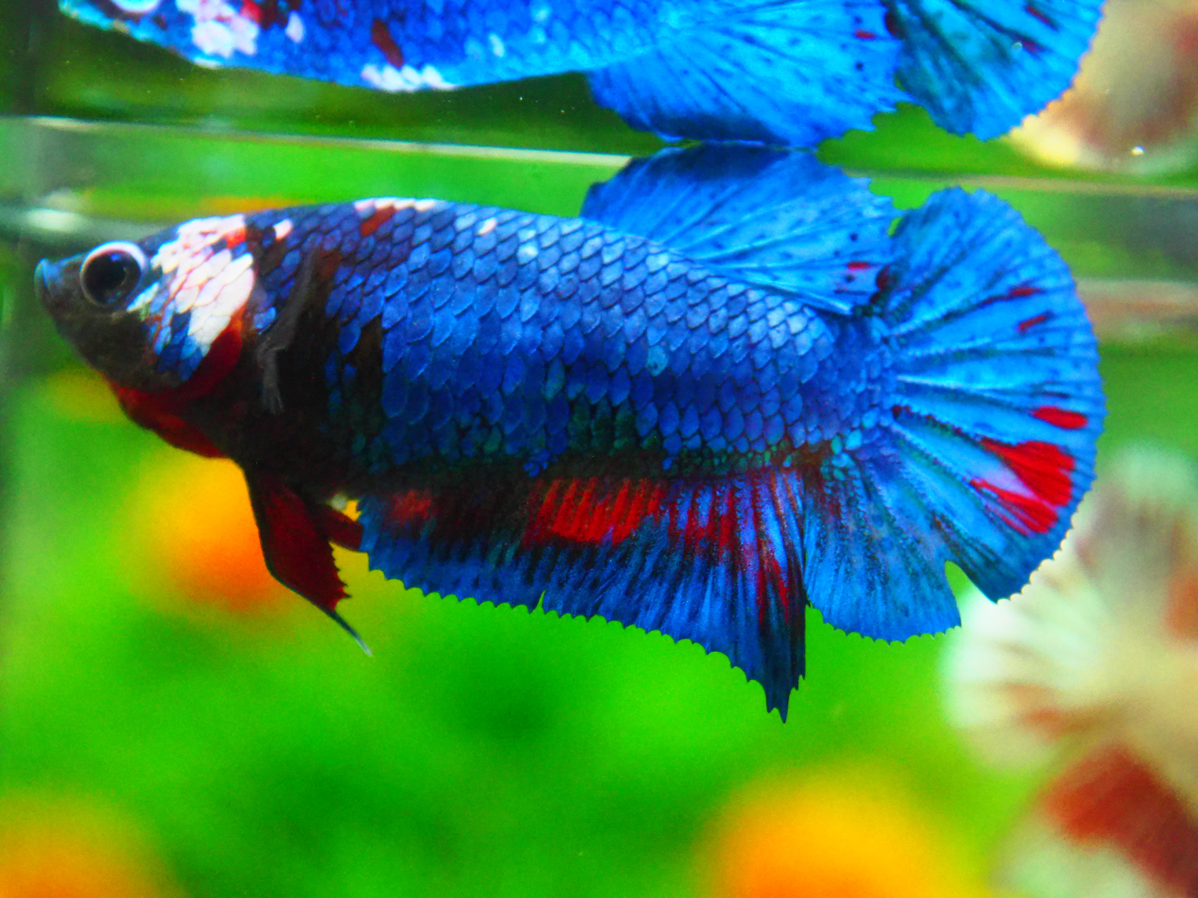 HMPK KOI FANCY FN MALE GRADE A +++