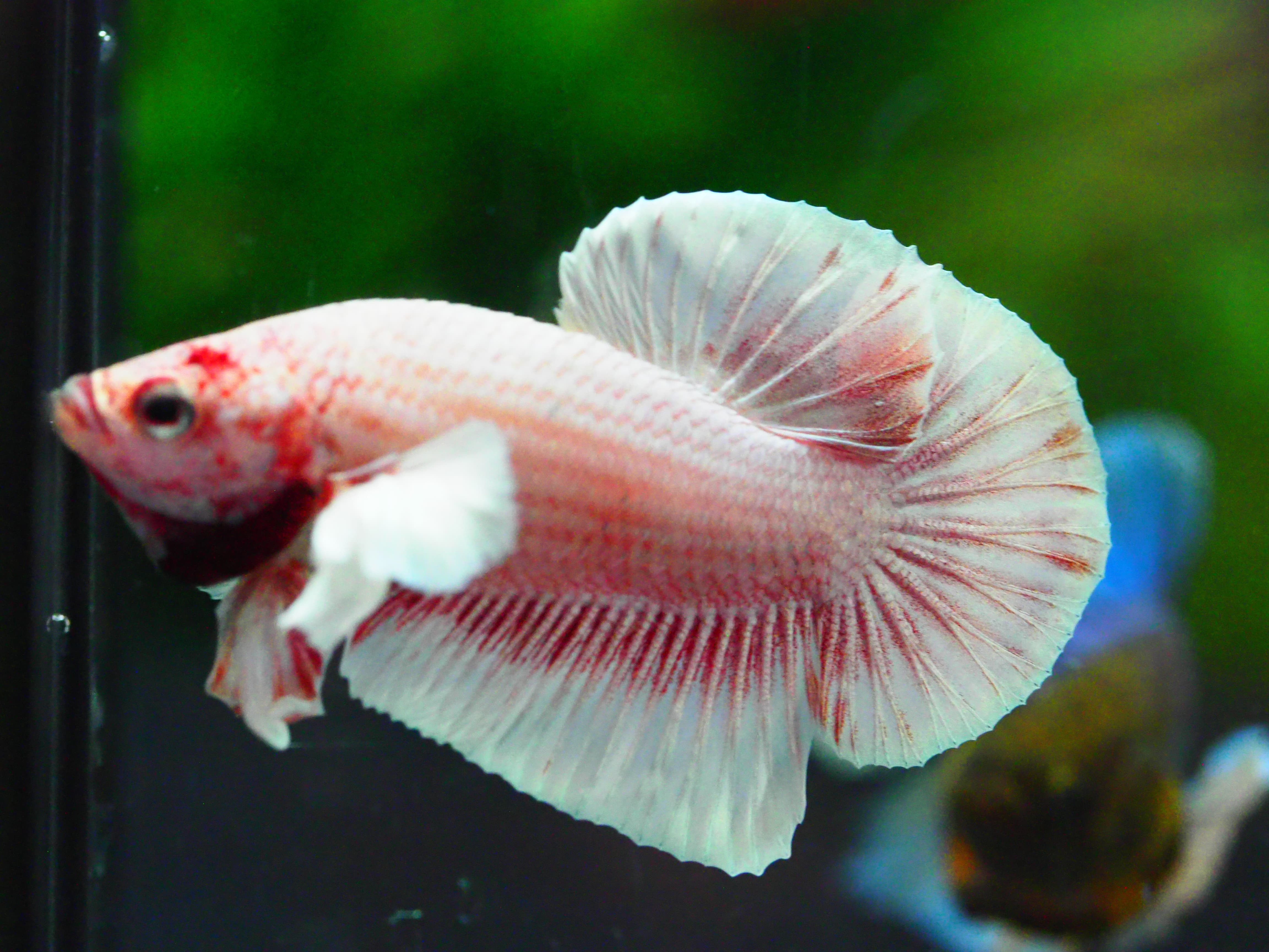 HMPK DUMBO MALE GRADE A +++