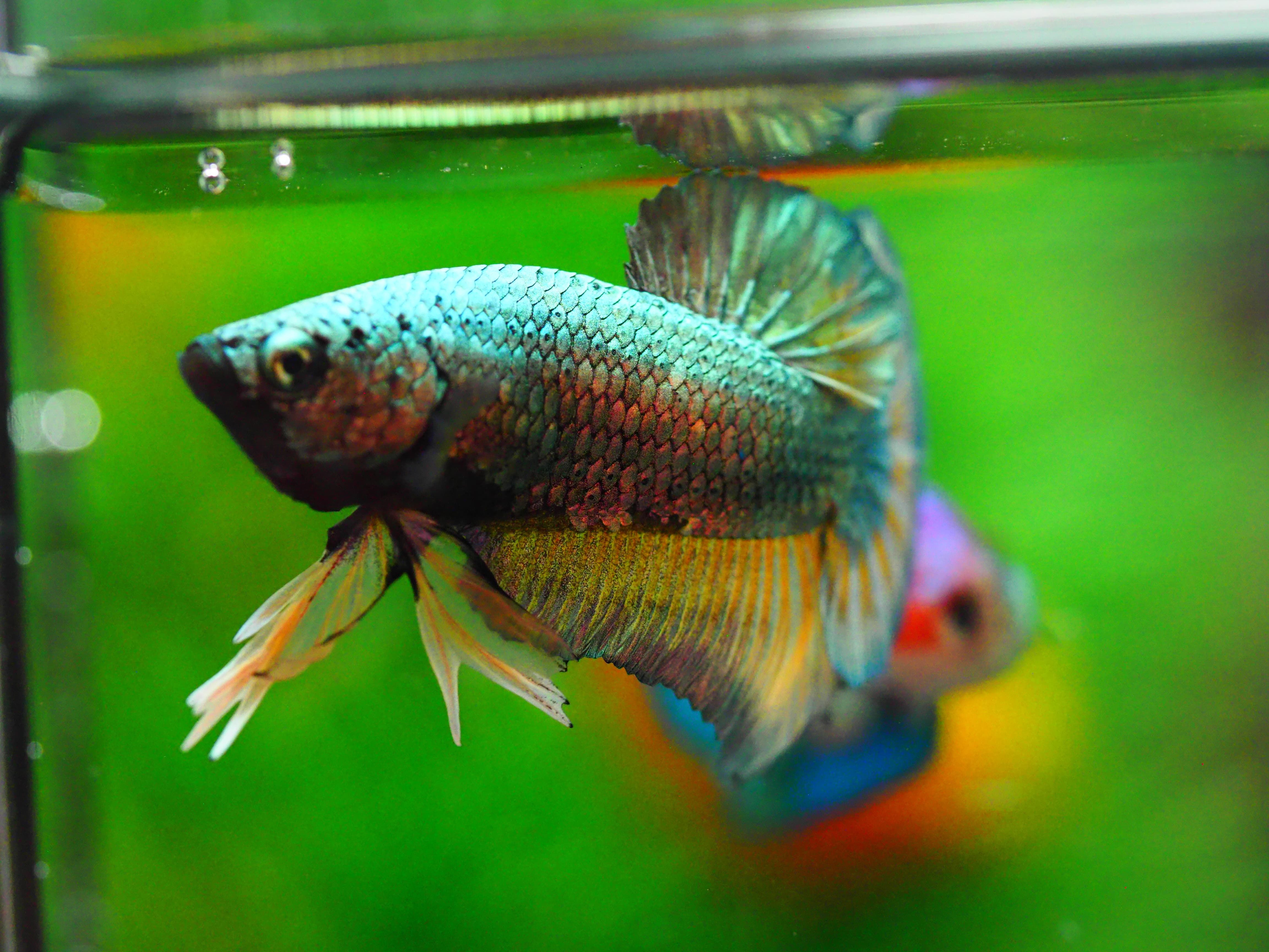 HMPK COPPER MALE GRADE A +++