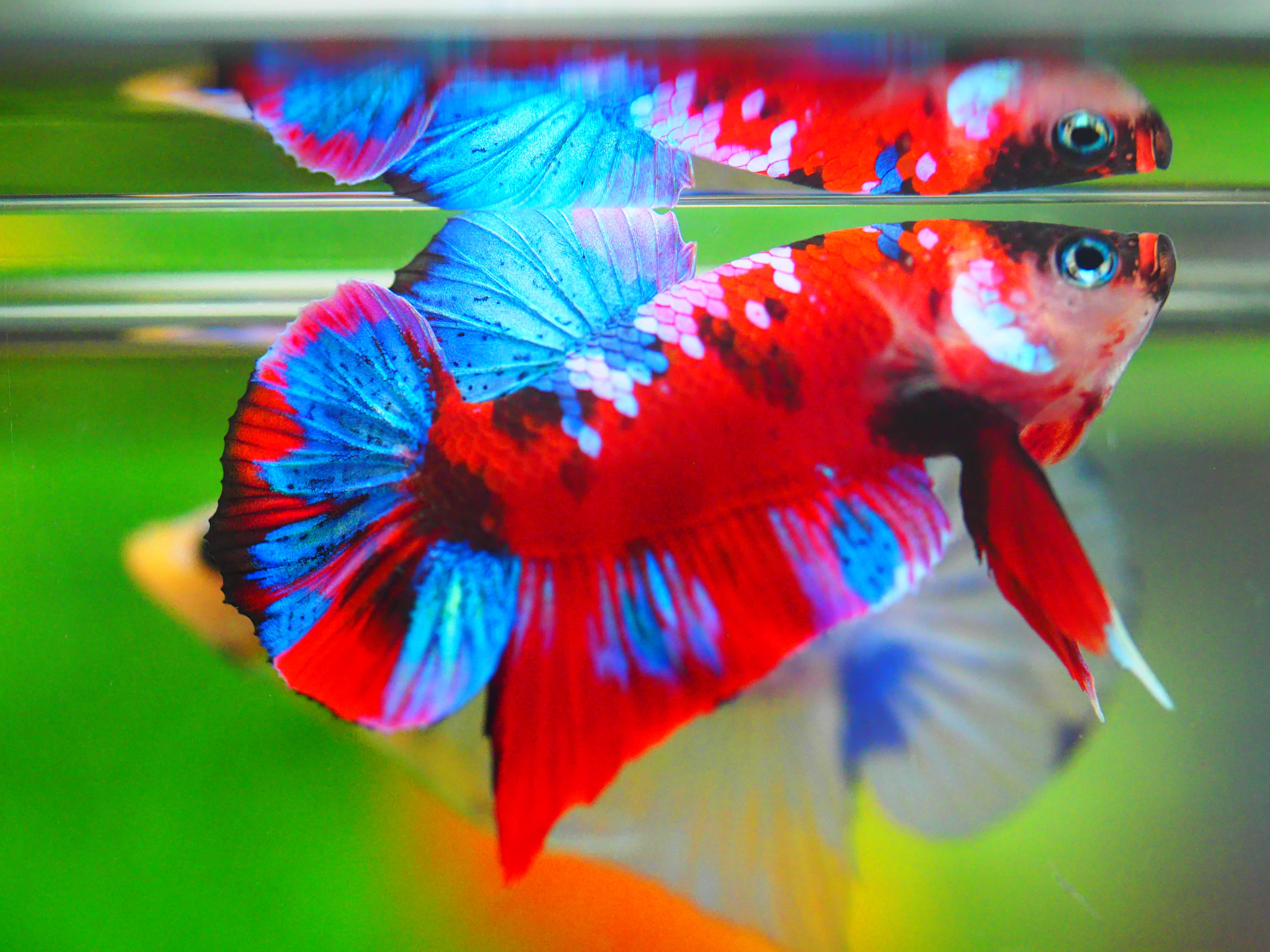 HMPK KOI GALAXY MALE GRADE A +++