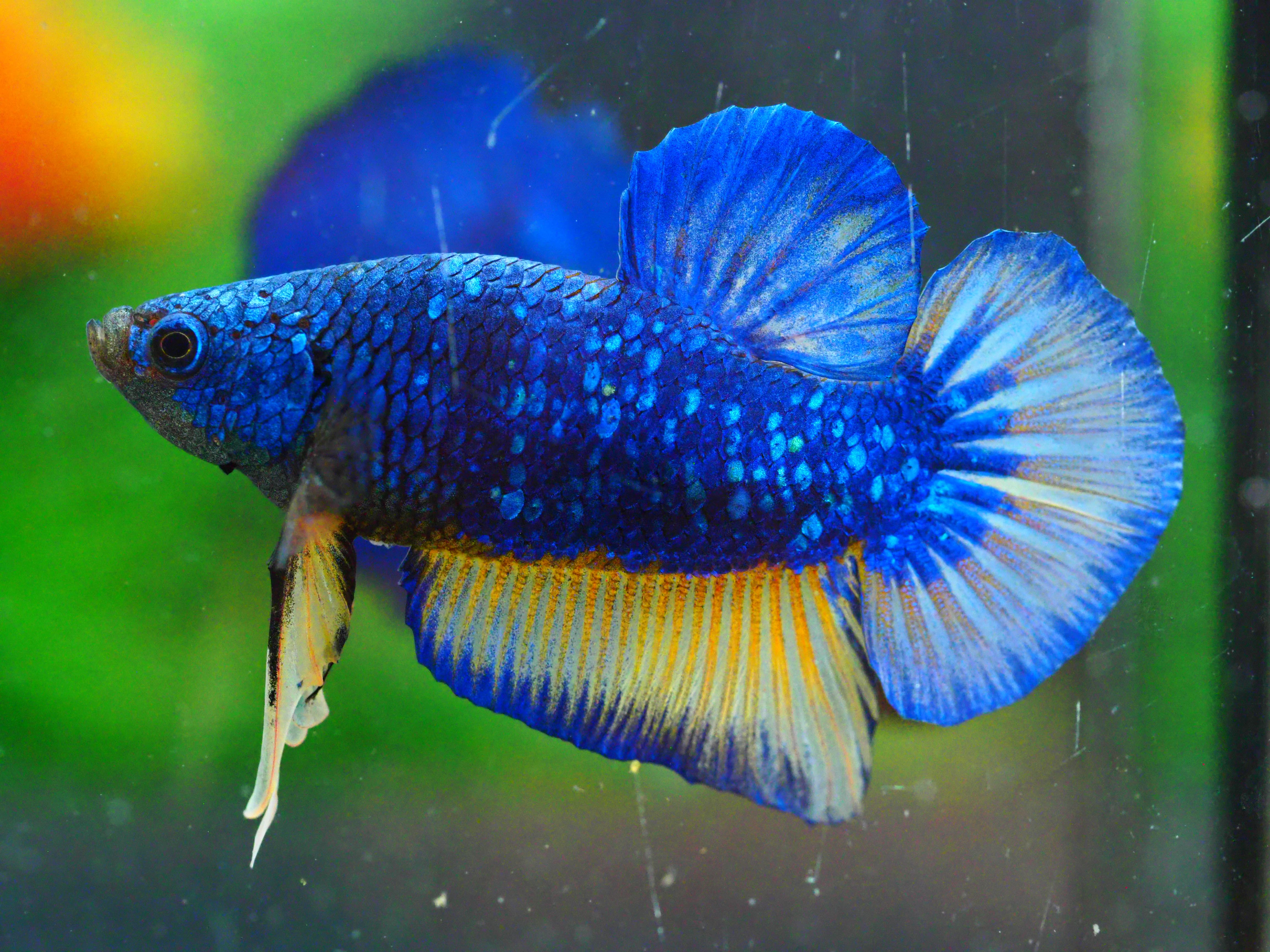 HMPK FANCY MALE GRADE A +++