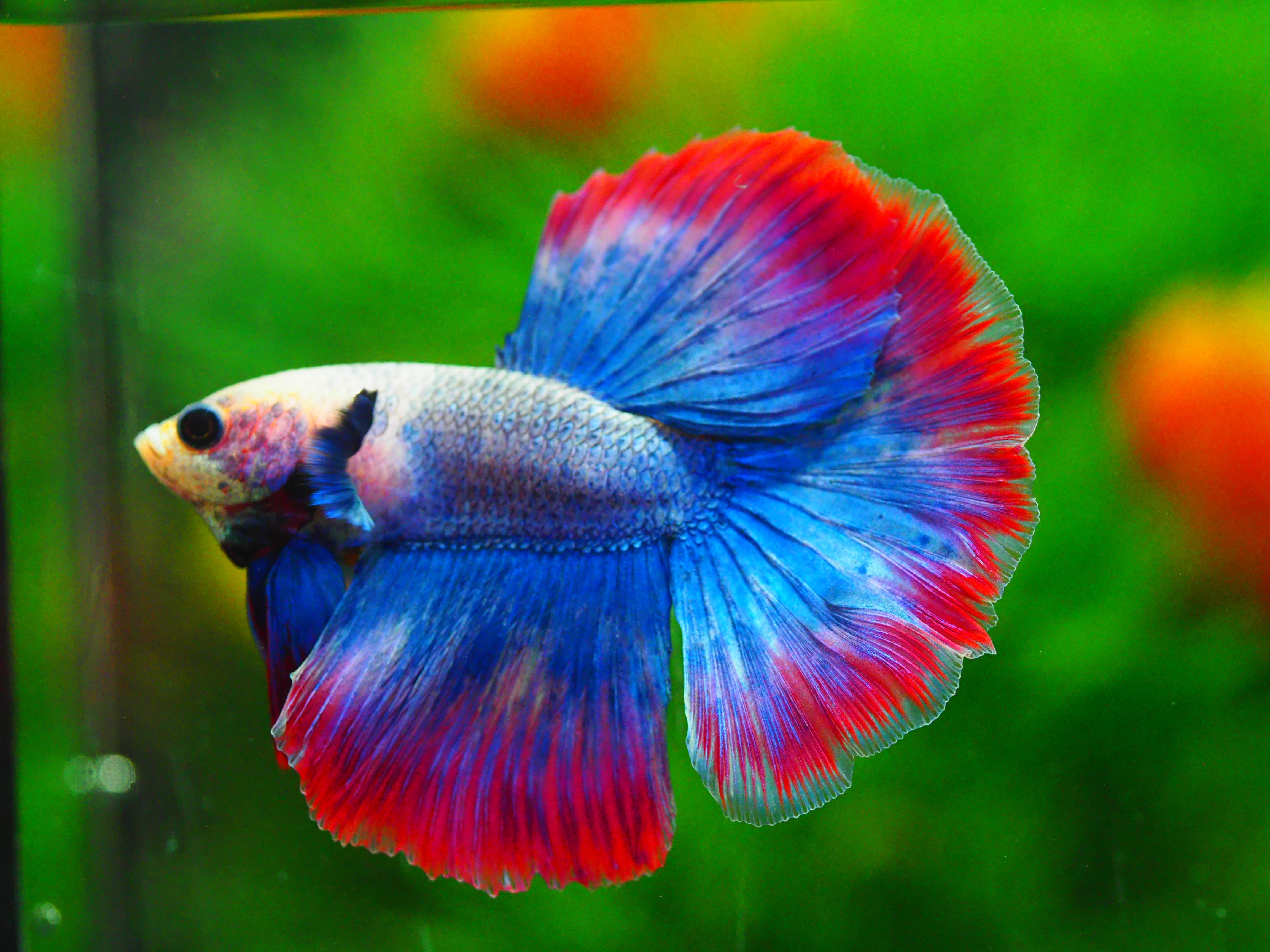 HM FANCY MALE GRADE A +++