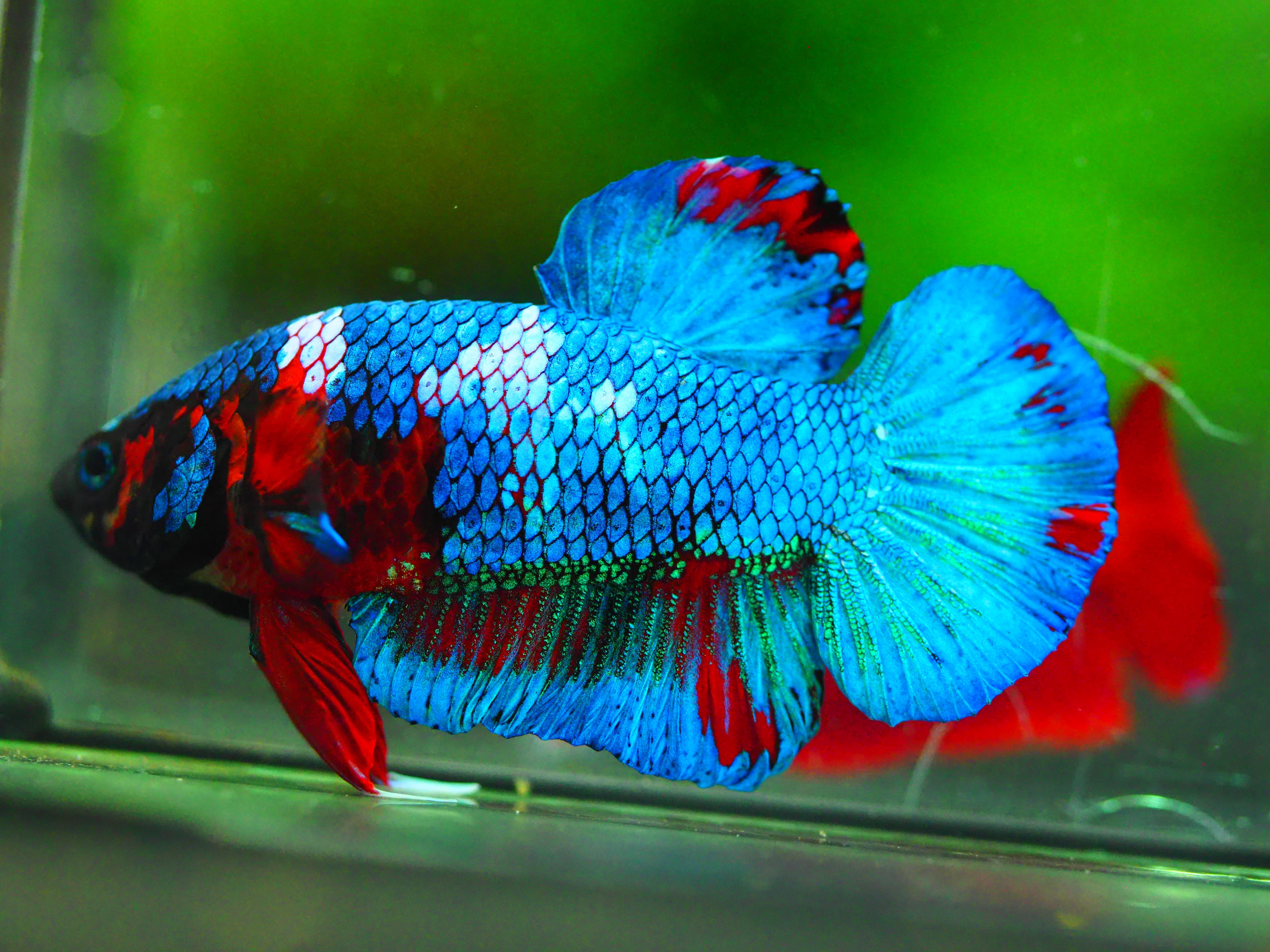 HMPK KOI GALAXY MALE GRADE A +++