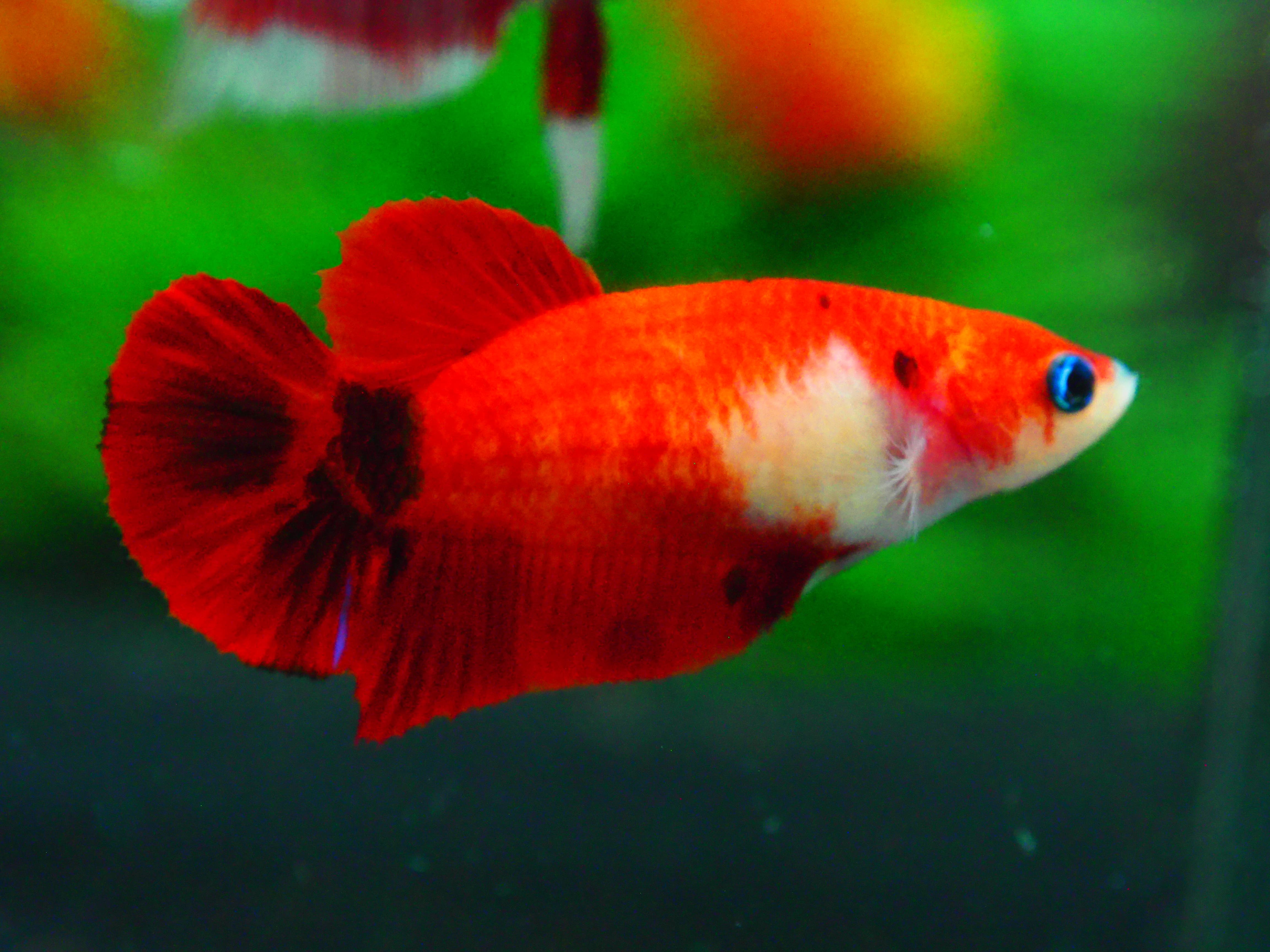 HMPK KOI FN MALE GRADE A +++