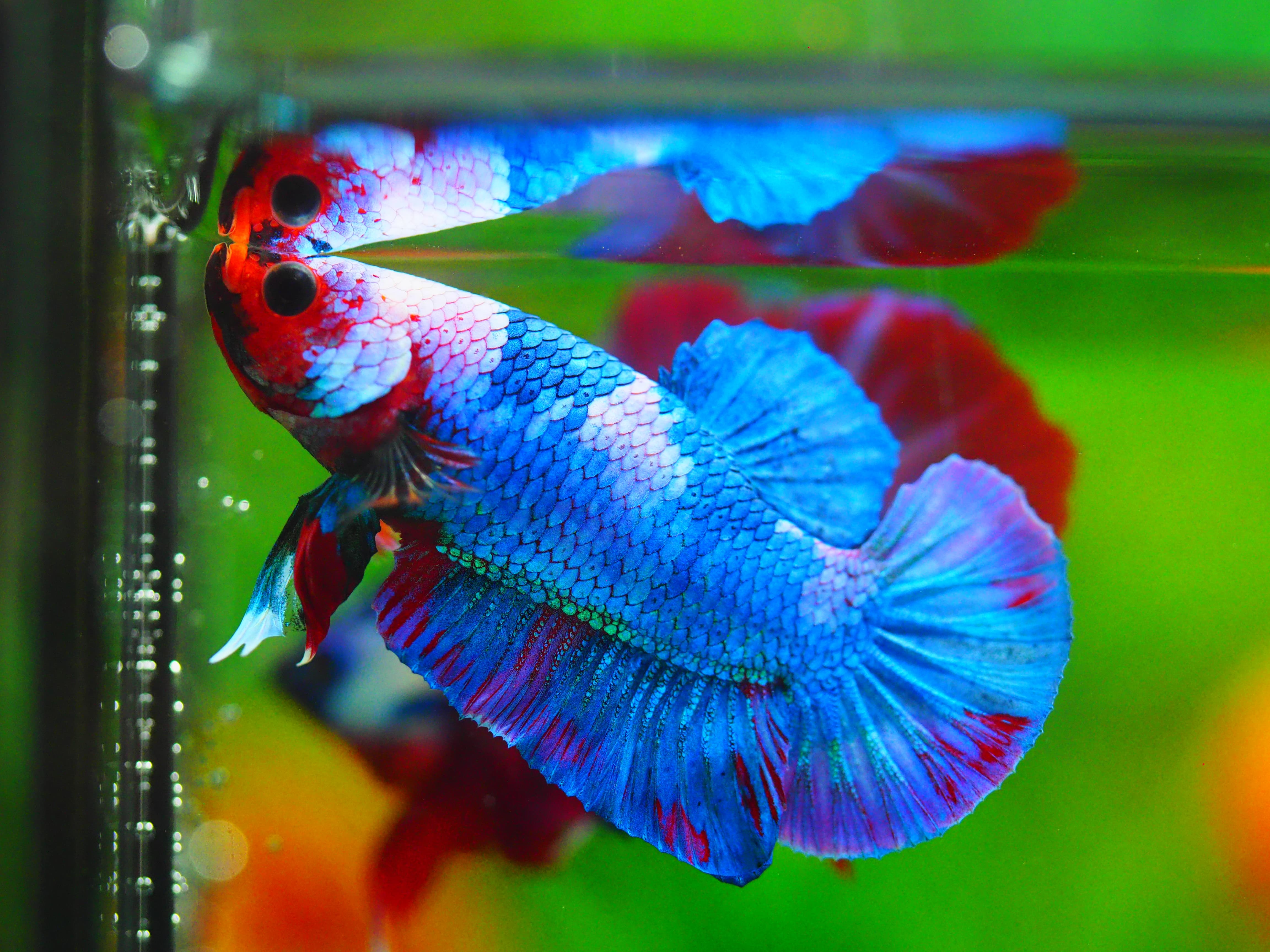 HMPK KOI GALAXY MALE GRADE A++