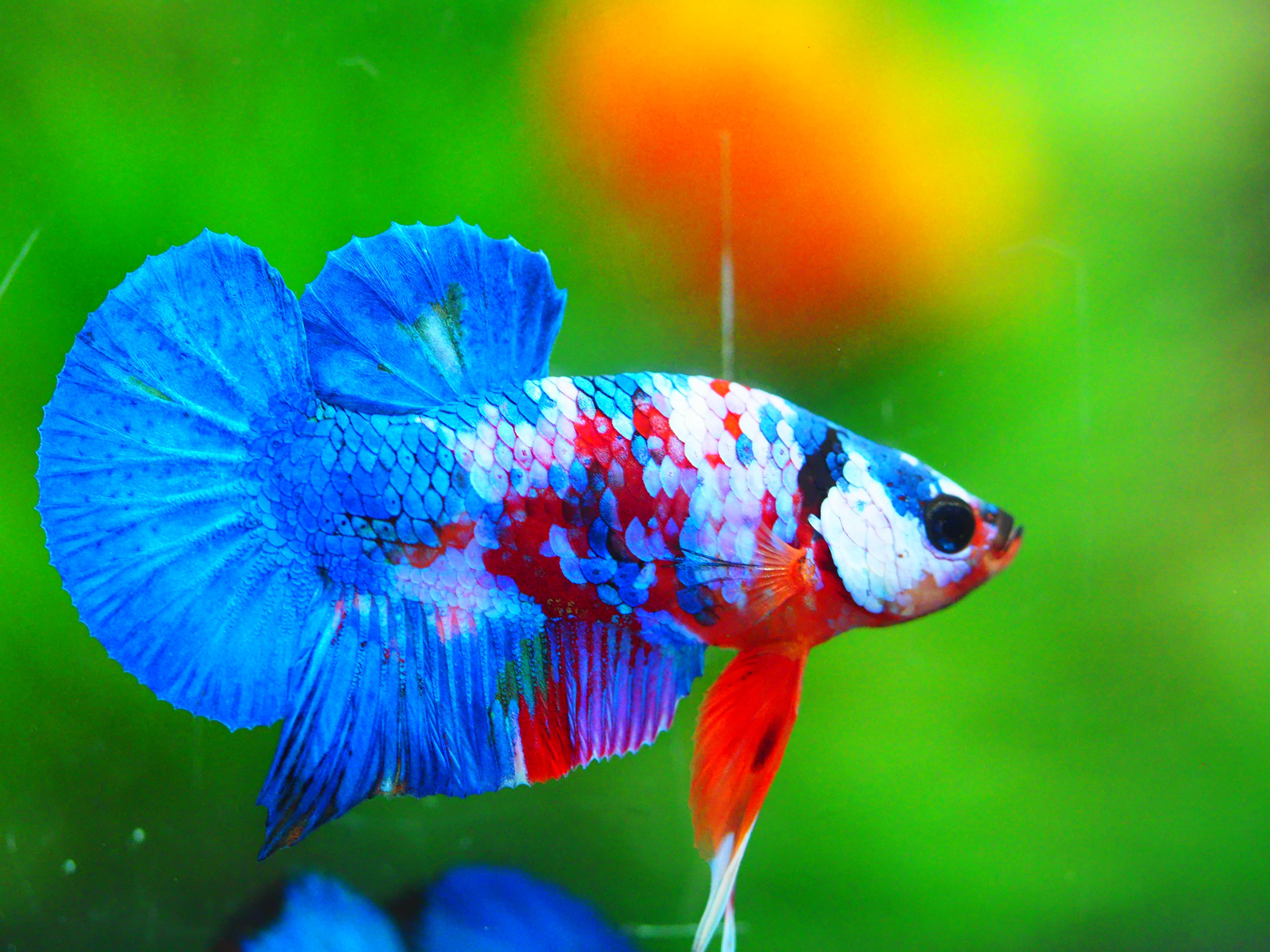 HMPK KOI GALAXY MALE GRADE A +++