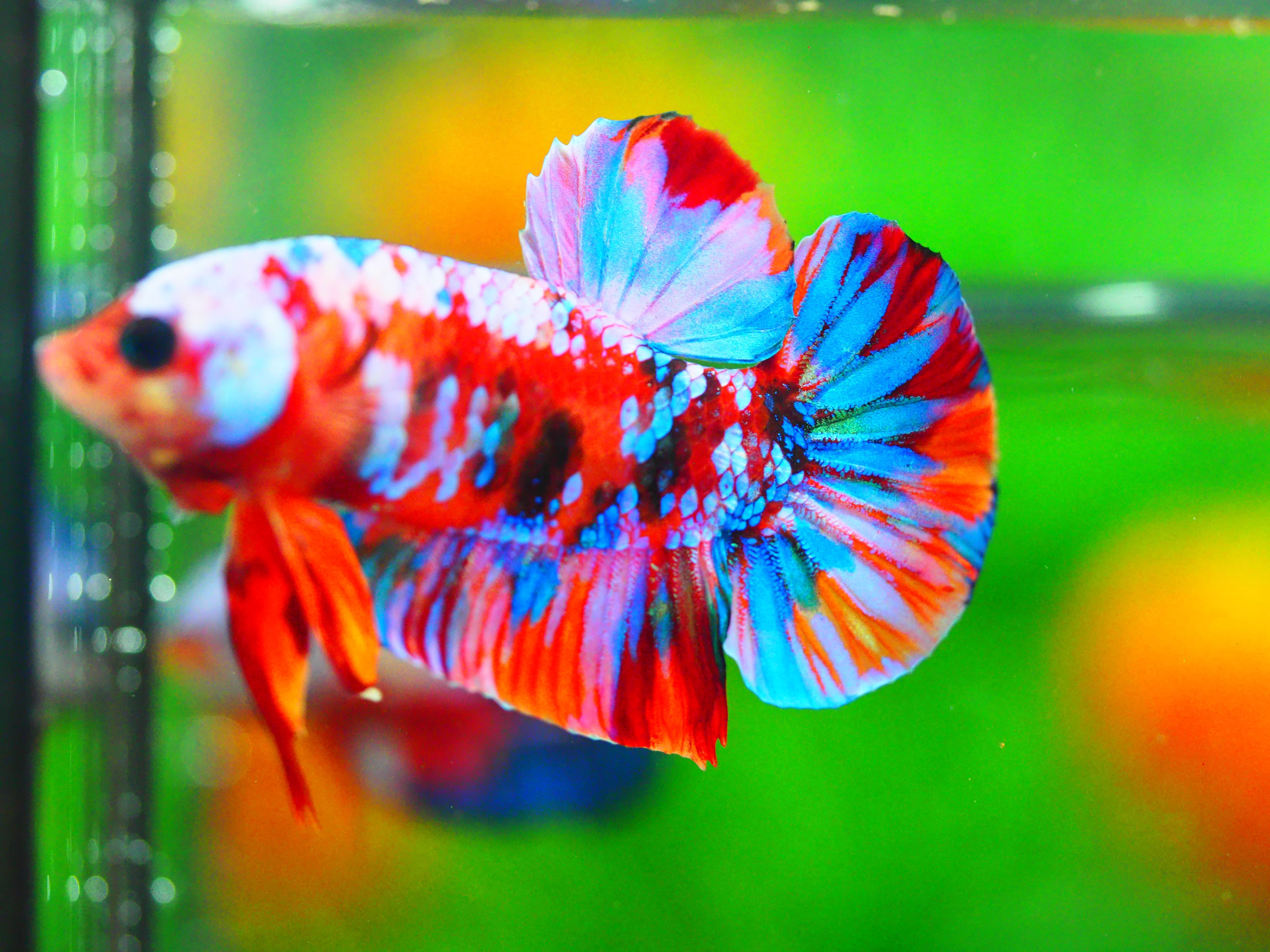 HMPK KOI GALAXY MALE GRADE A +++