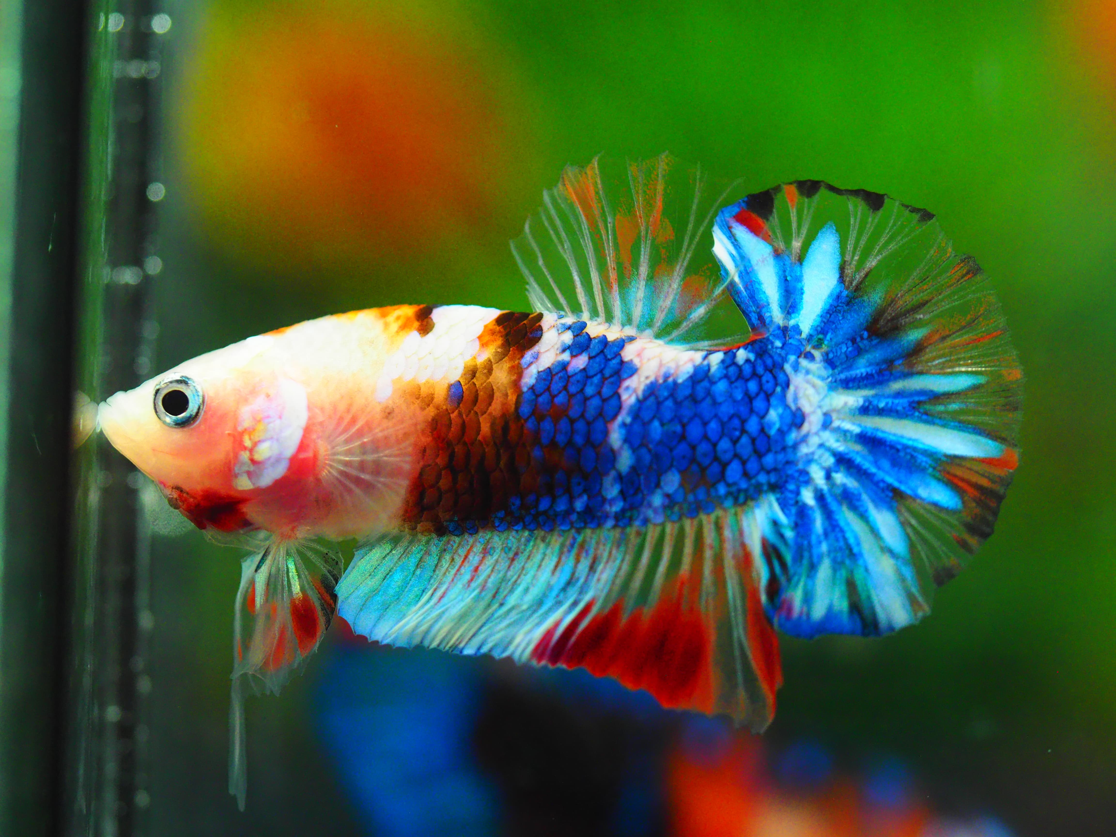 HMPK KOI GALAXY MALE GRADE A++