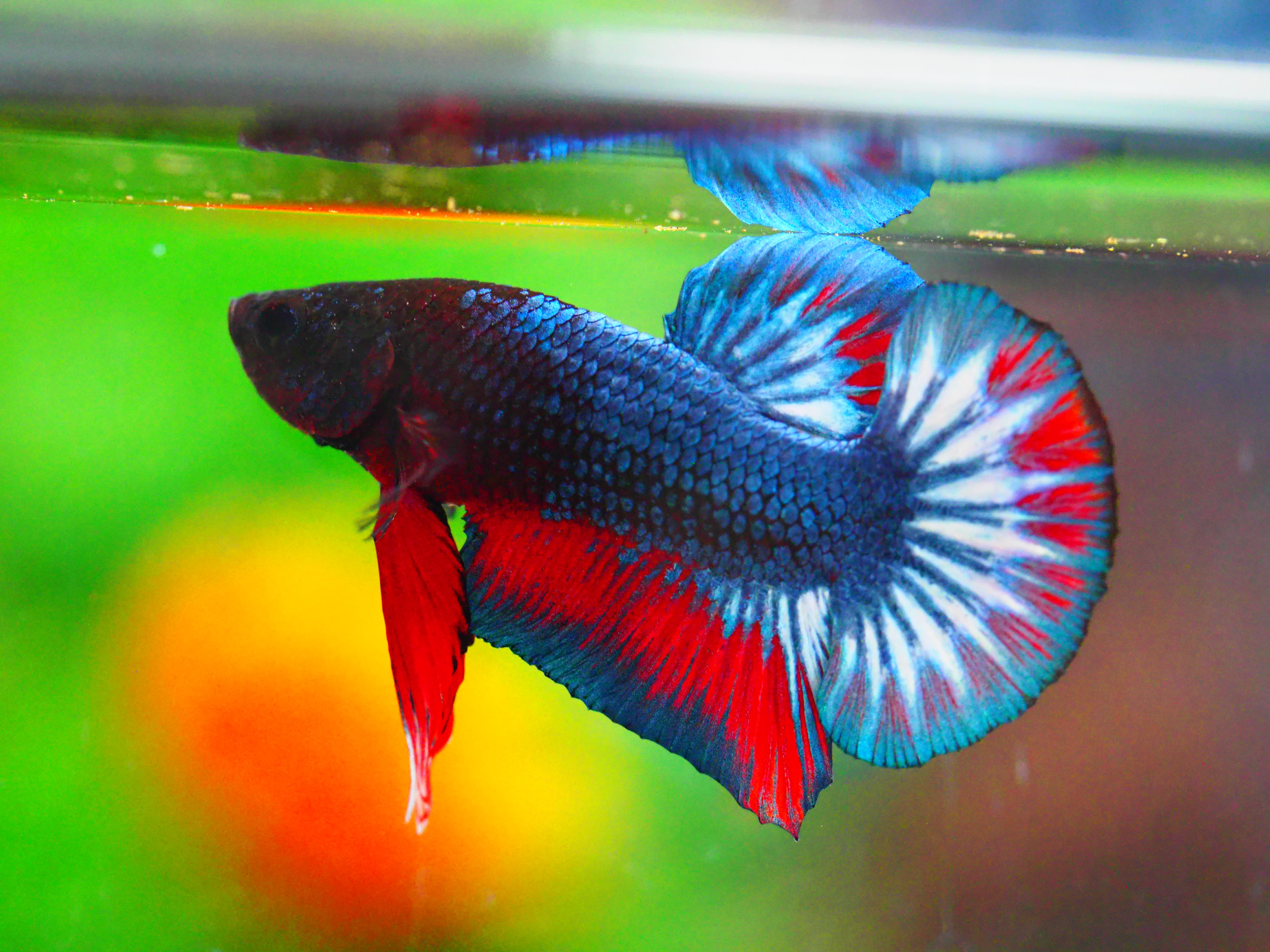 HMPK FANCY MALE GRADE A +++