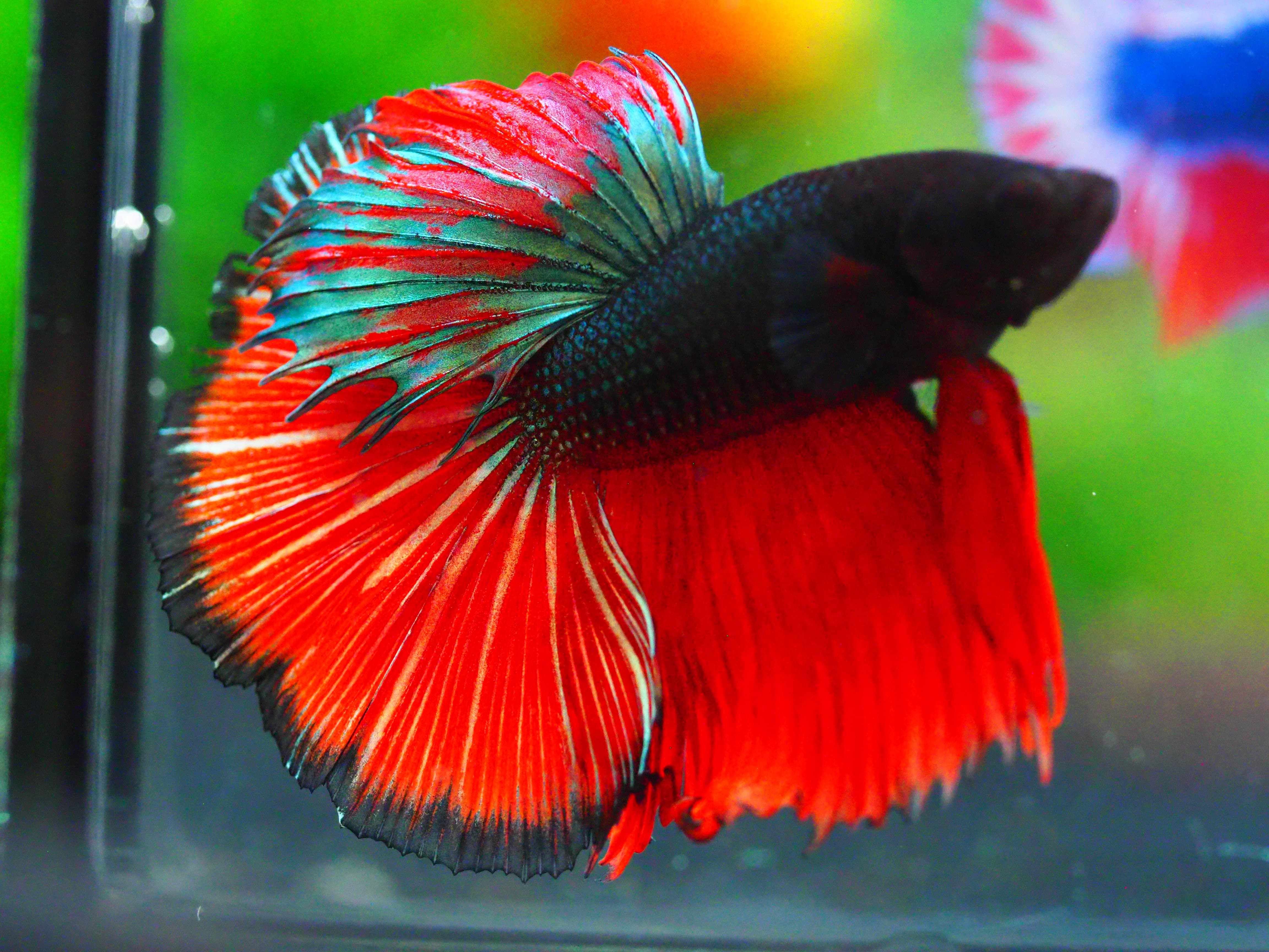 HM FANCY MALE GRADE A +++