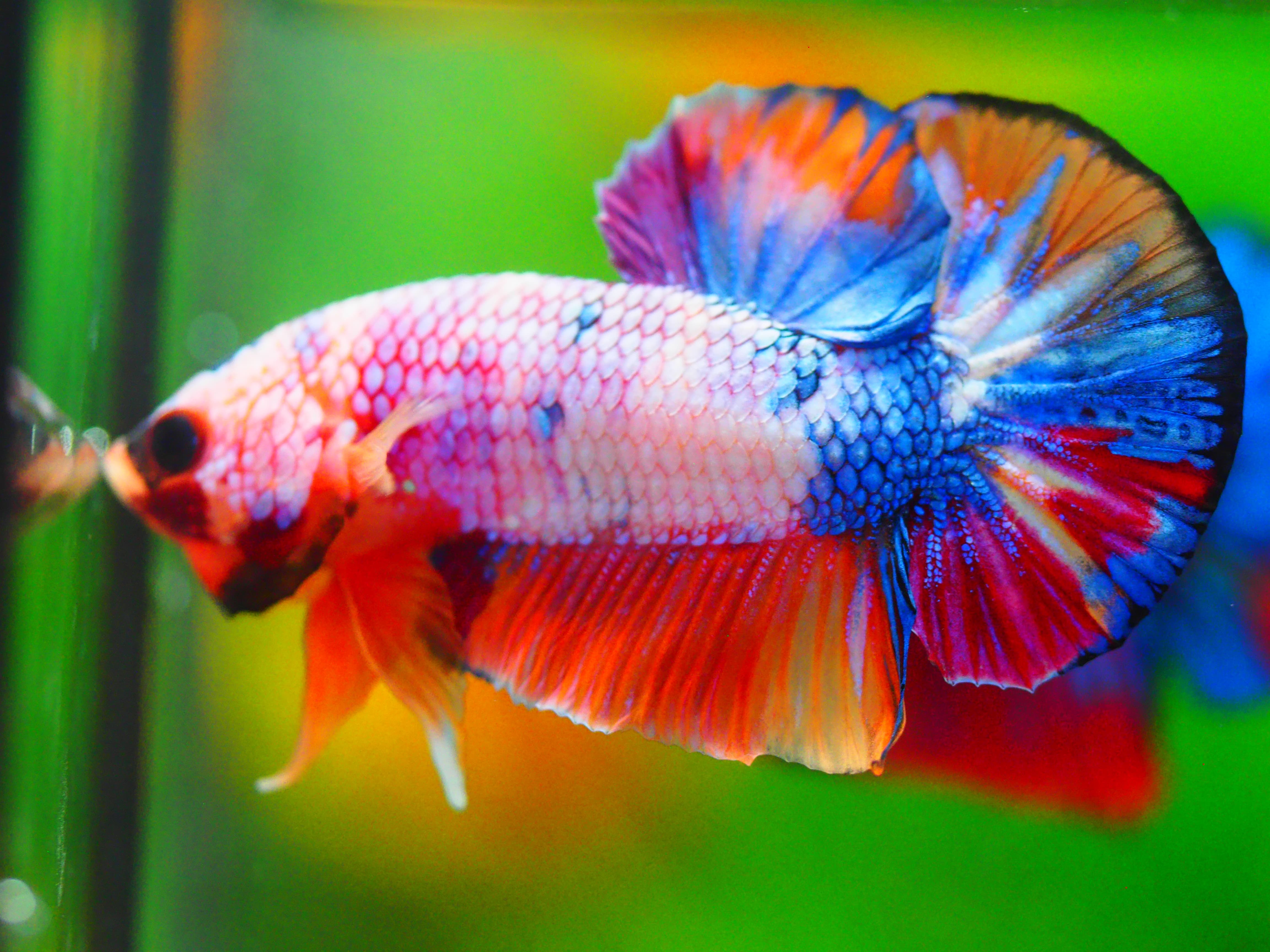 HMPK KOI FANCY MALE GRADE A +++