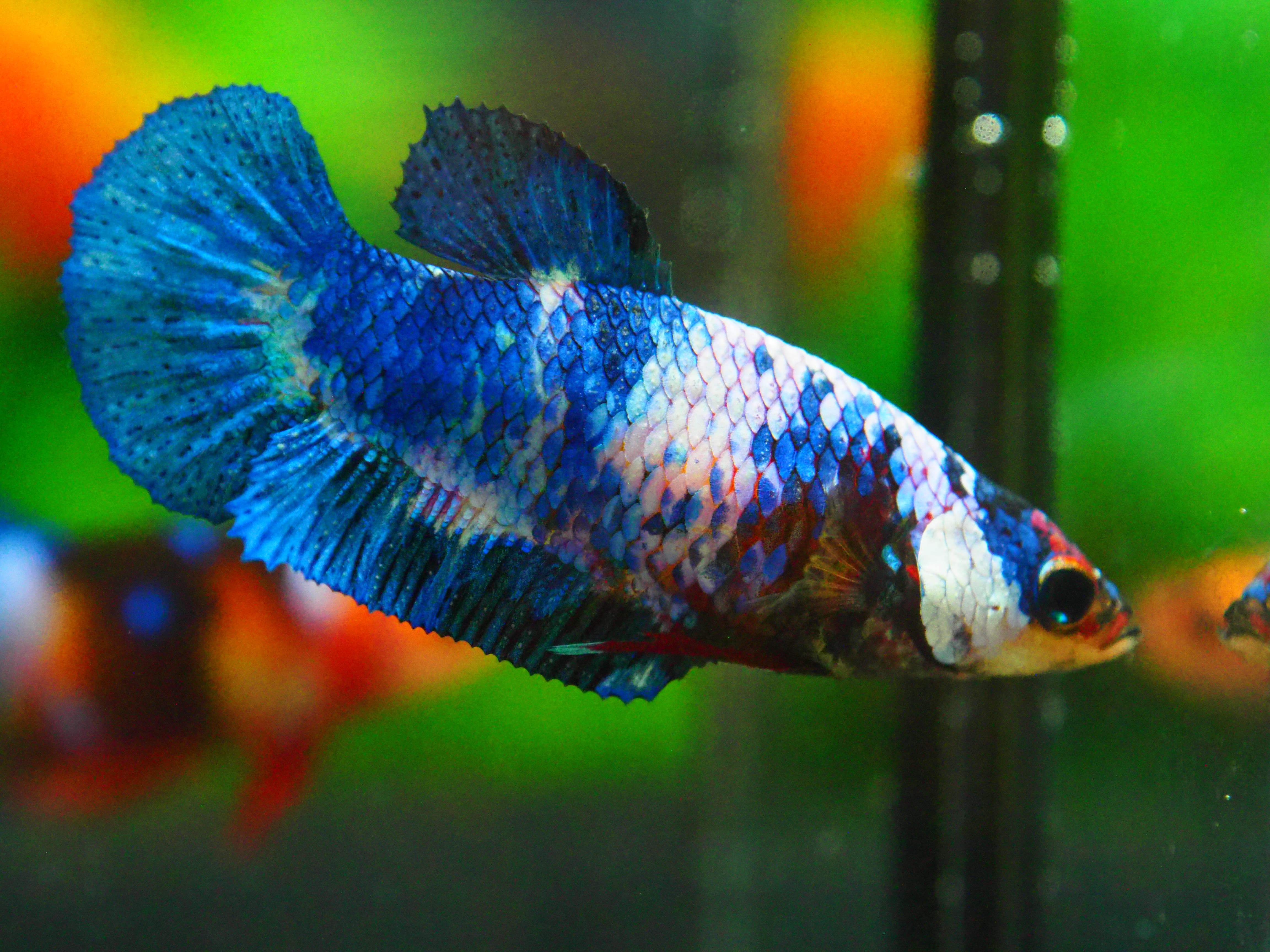 HMPK KOI FANCY FN MALE GRADE A +++