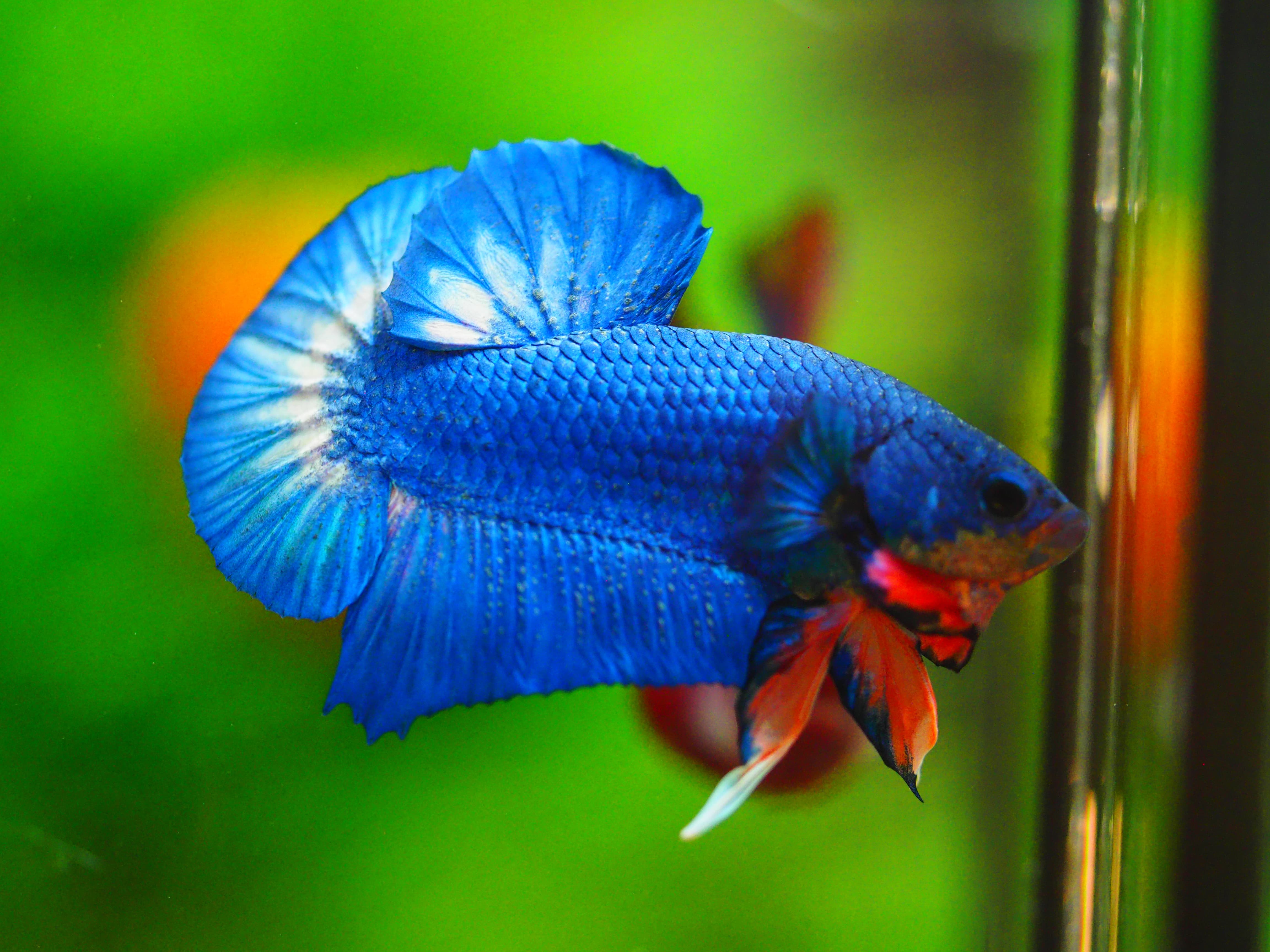 HMPK FANCY MALE GRADE A++