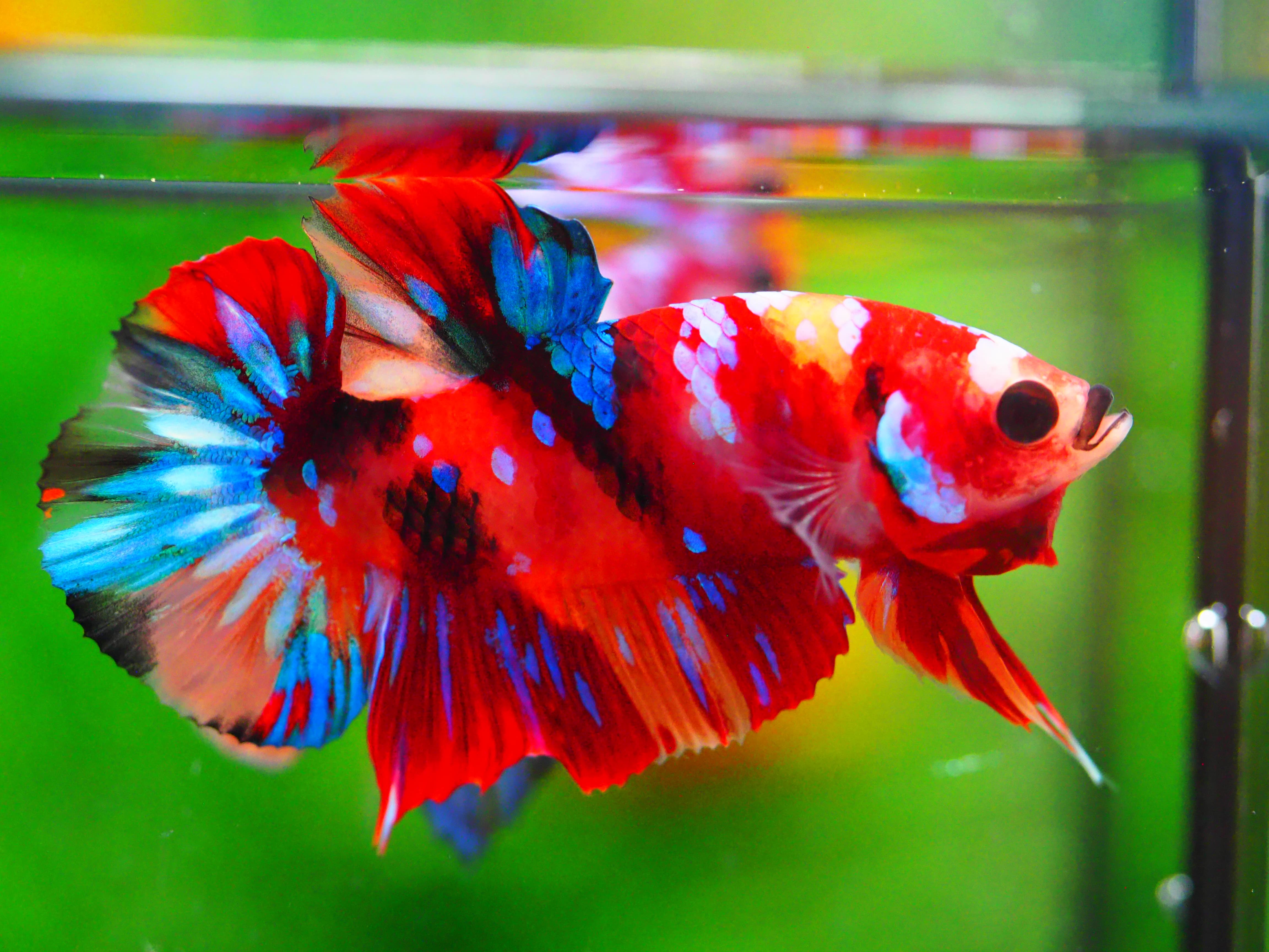 HMPK NEMO GALAXY MALE GRADE A +++