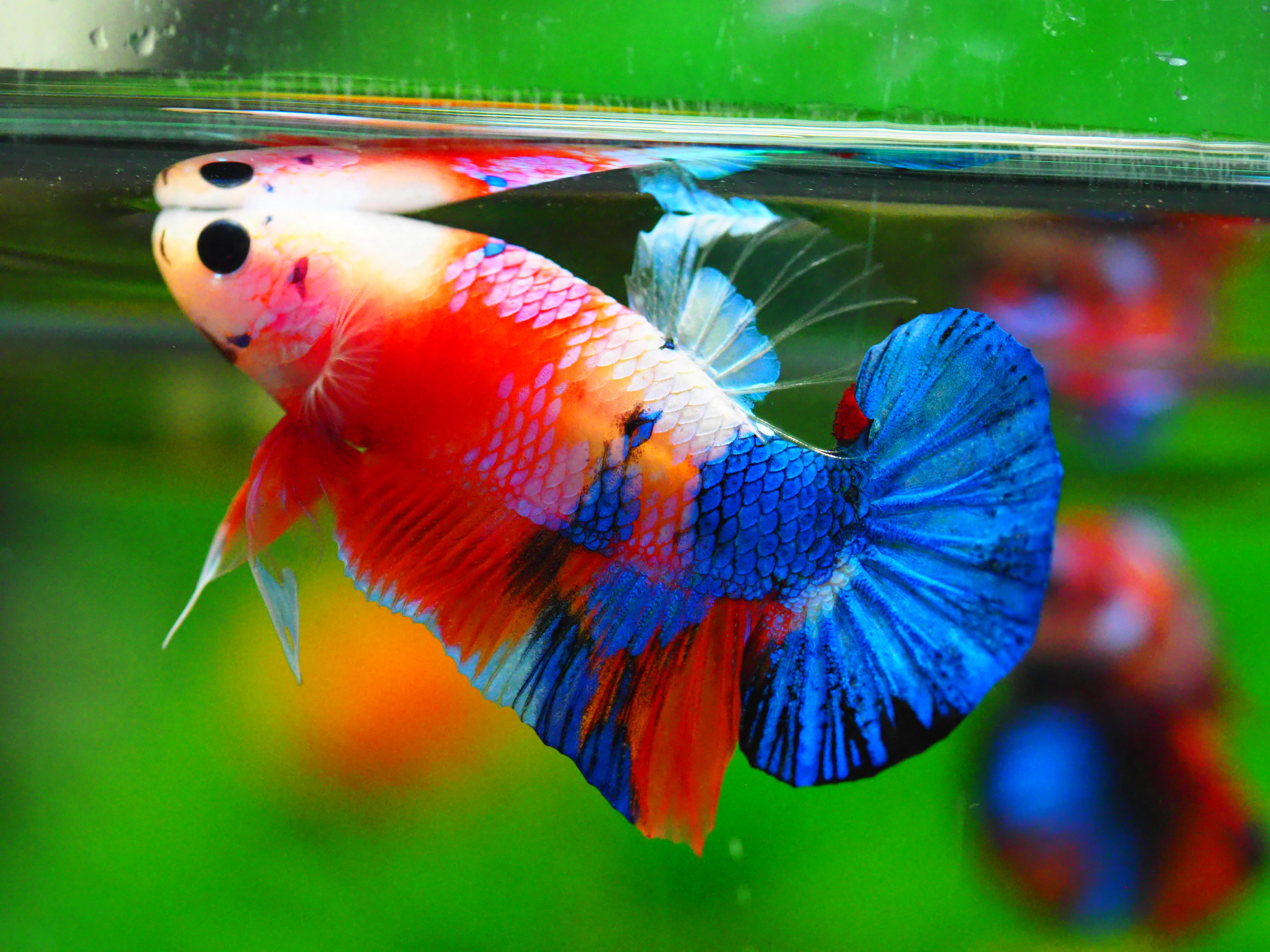 HMPK KOI GALAXY MALE GRADE A +++