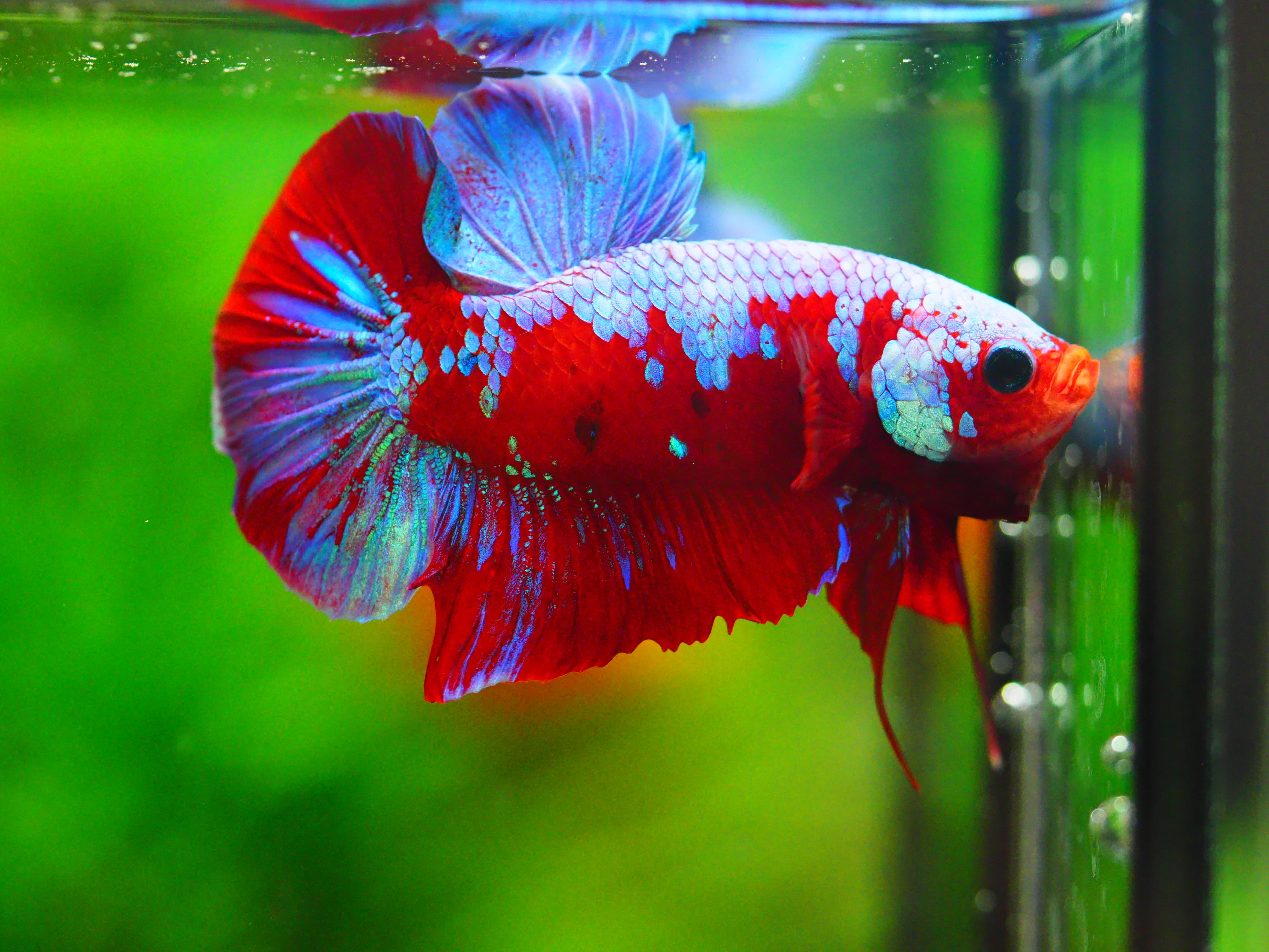 HMPK KOI GALAXY MALE GRADE A +++