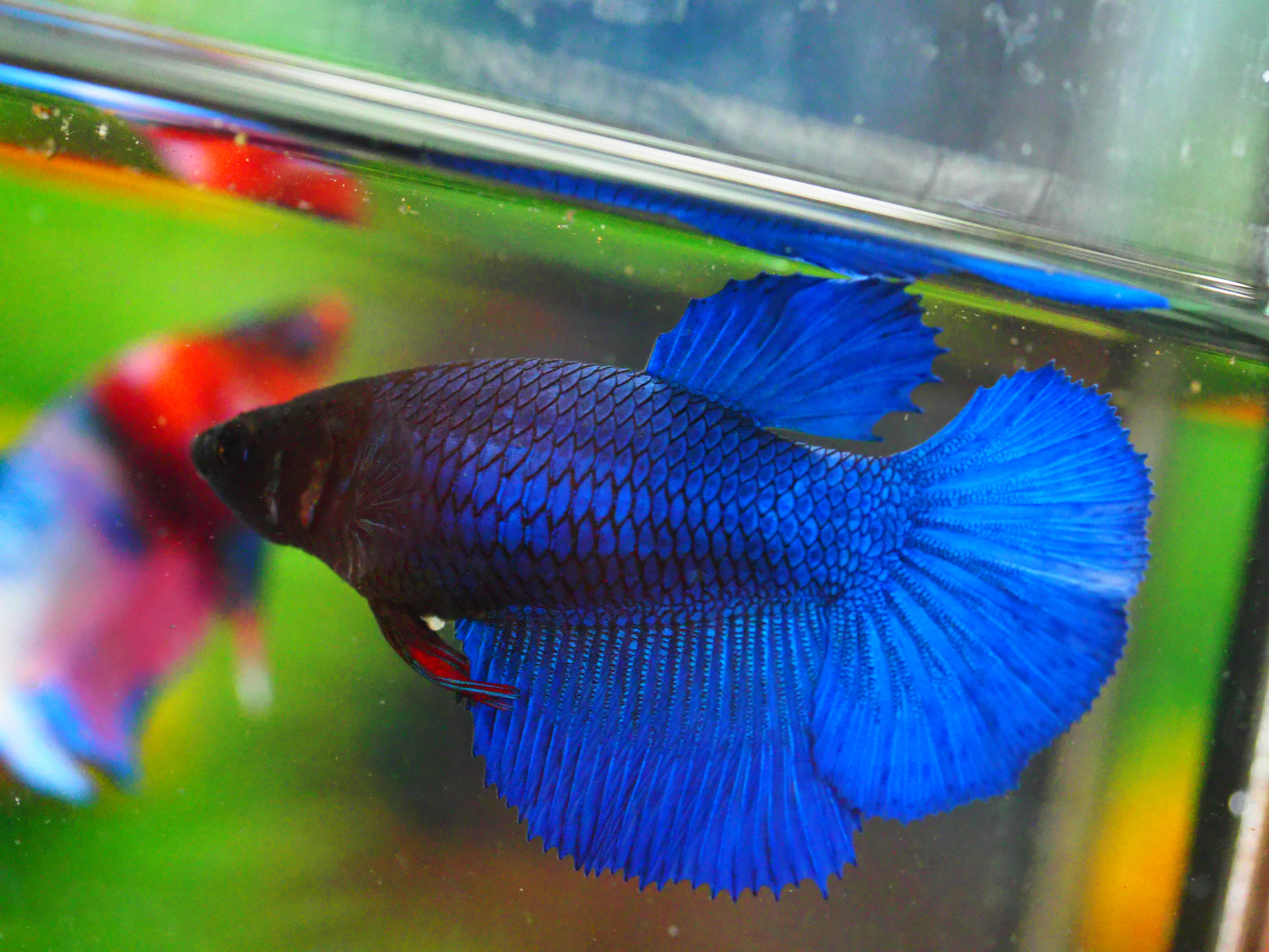 HM FANCY FNMALE GRADE A +++